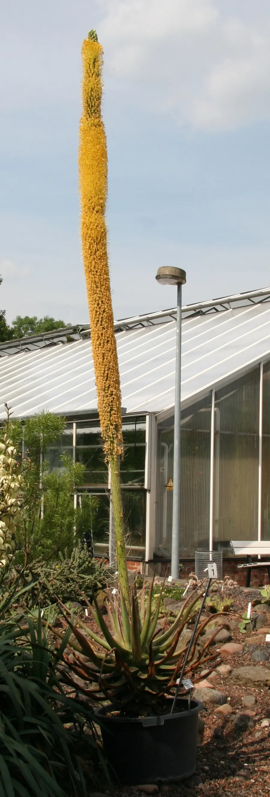 Octopus Agave (Agave Vilmoriniana) — the plant's tissue is relatively soft and pliable.<br><br>This perennial is drought-tolerant