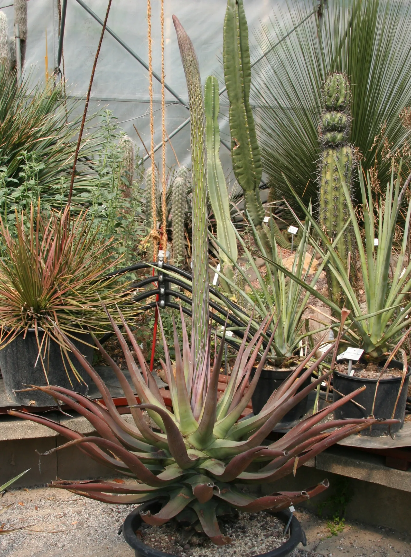 Octopus Agave (Agave Vilmoriniana) — It prefers full sun exposure and well-draining soil