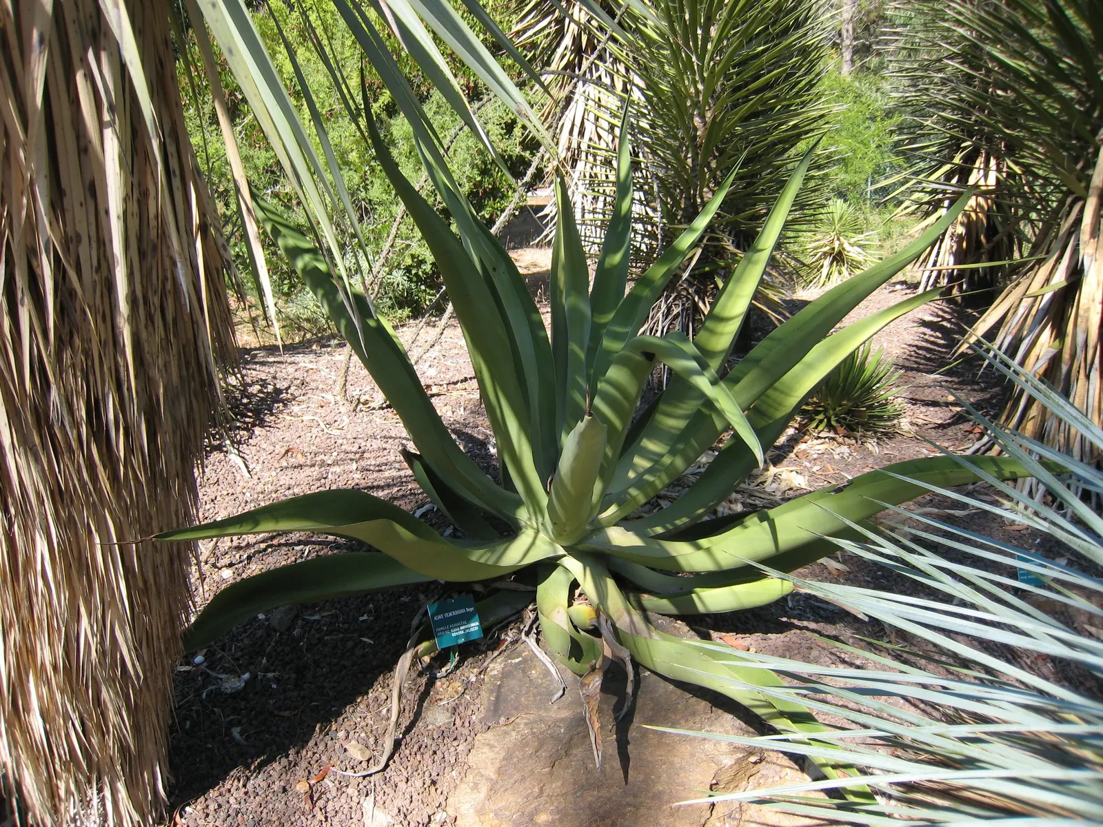 Octopus Agave (Agave Vilmoriniana) — attracting hummingbirds and other pollinators to the garden