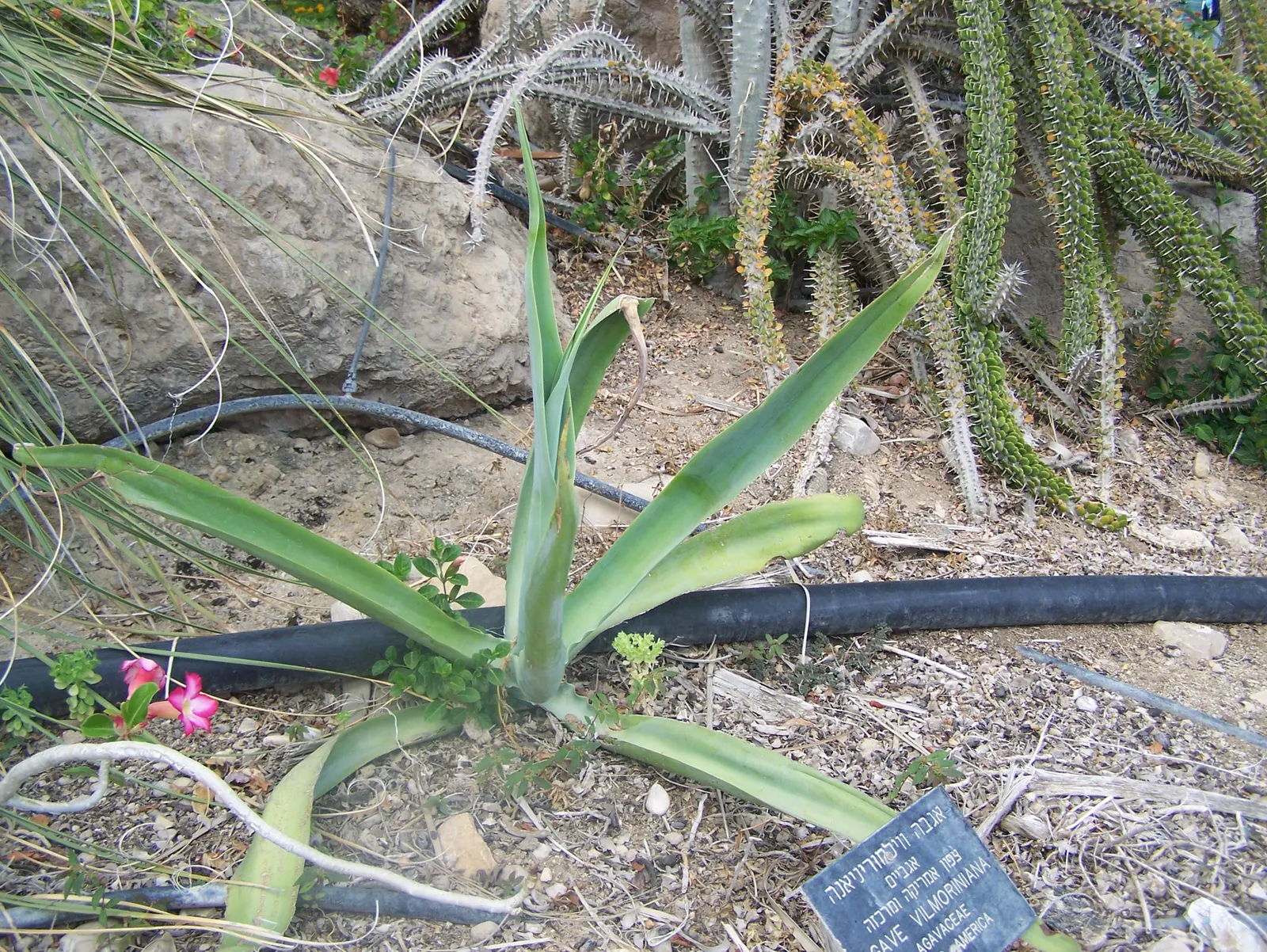 Octopus Agave (Agave Vilmoriniana) — it will produce a spectacular flowering spike that can reach a lofty 10 to 15 feet