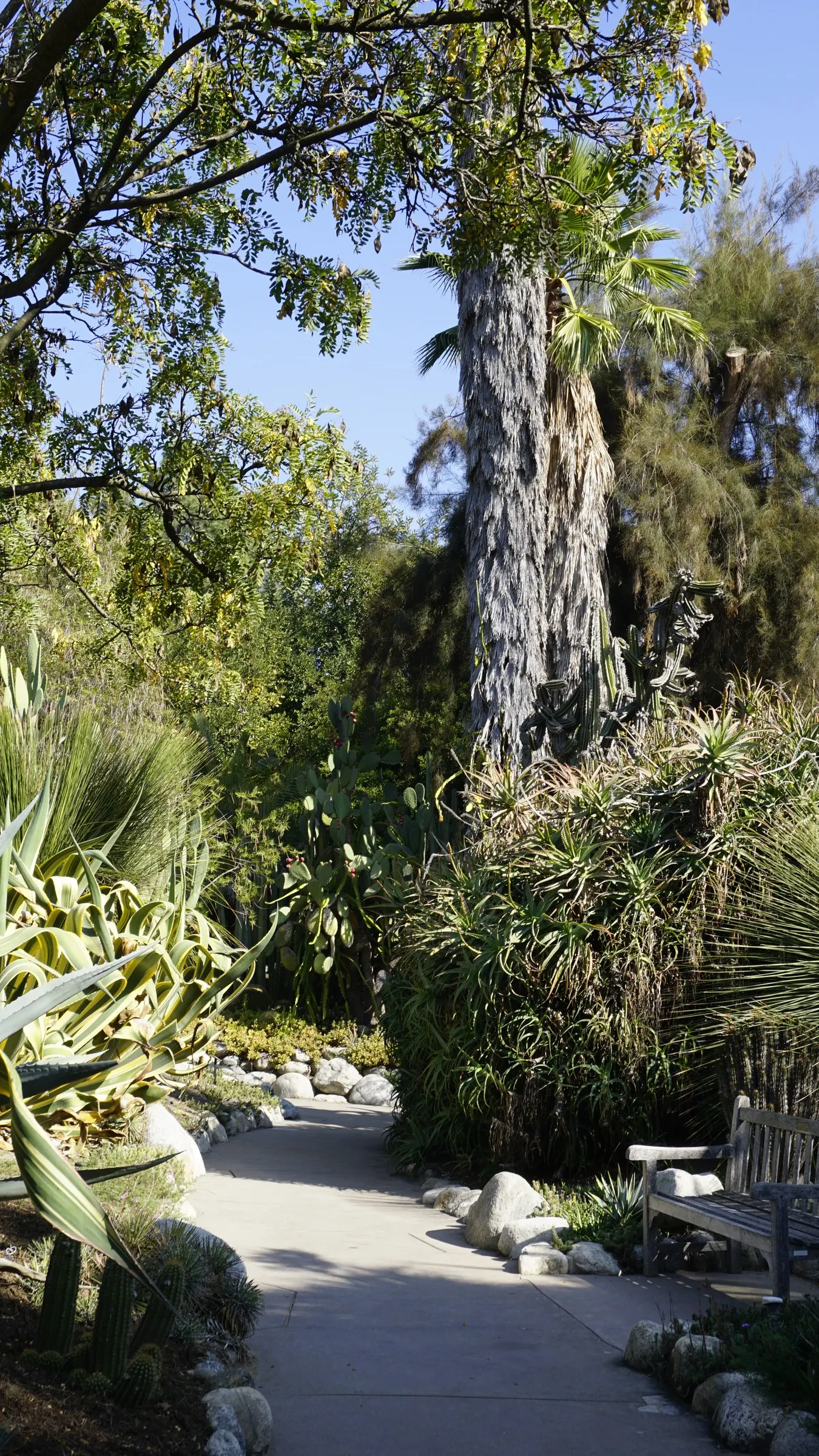 Octopus Agave (Agave Vilmoriniana) — These towering yellow blossoms are a dramatic showpiece