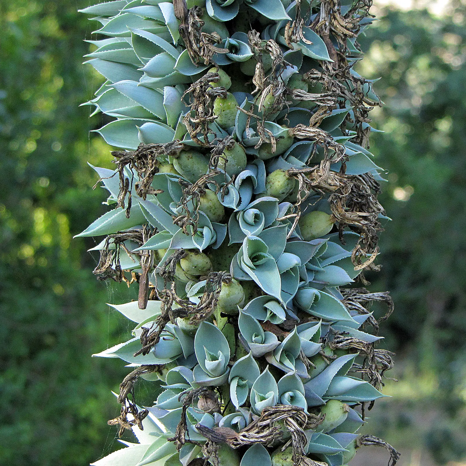 Octopus Agave (Agave Vilmoriniana) — but once every 10 to 25 years