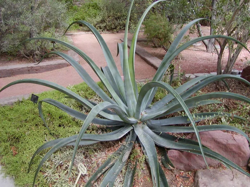 Octopus Agave (Agave Vilmoriniana) — Despite its formidable appearance
