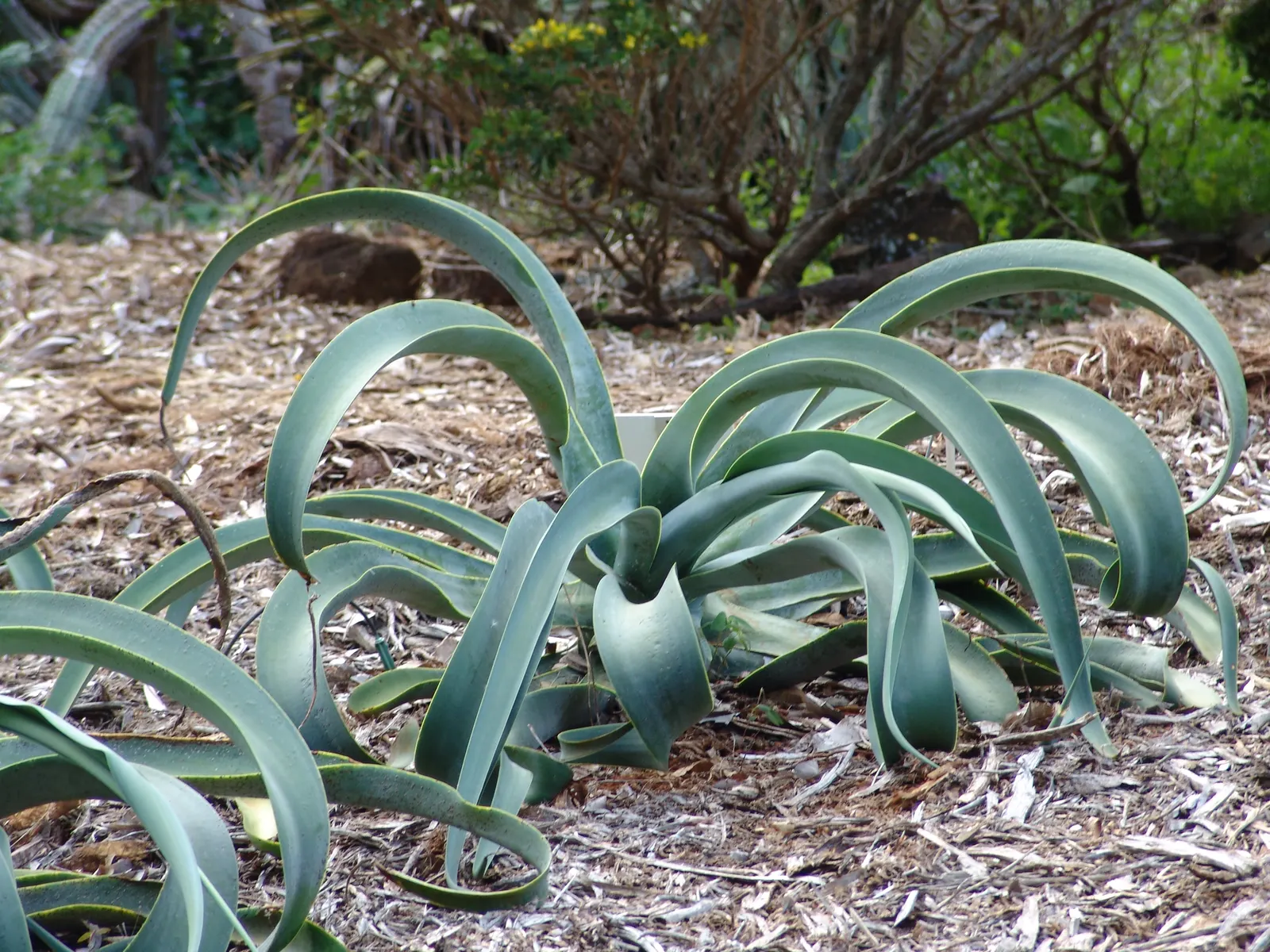 Octopus Agave (Agave Vilmoriniana) — Ideal for xeriscaping, it thrives in full sun and well-drained soils, needing minimal water