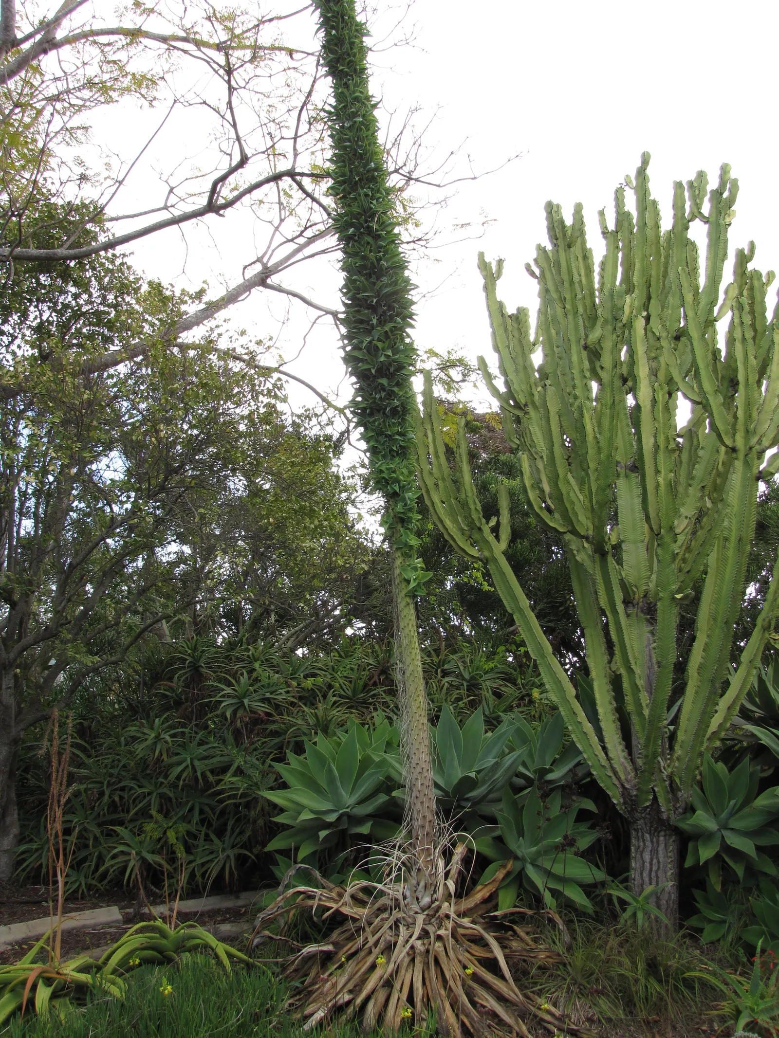 Octopus Agave (Agave Vilmoriniana) — Native to the rocky cliffs of Western Mexico