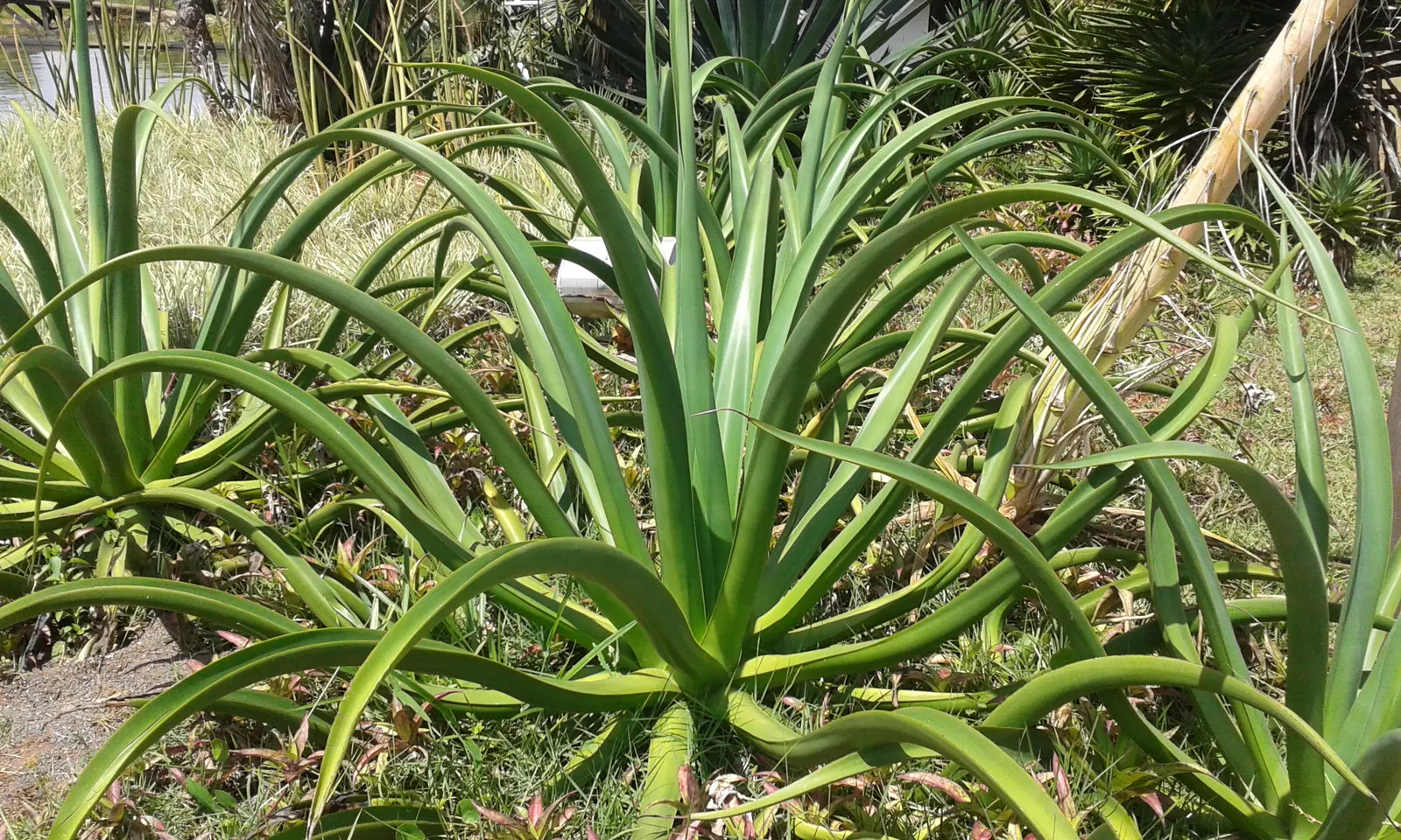 Octopus Agave (Agave Vilmoriniana) — terminating in a sharp spine