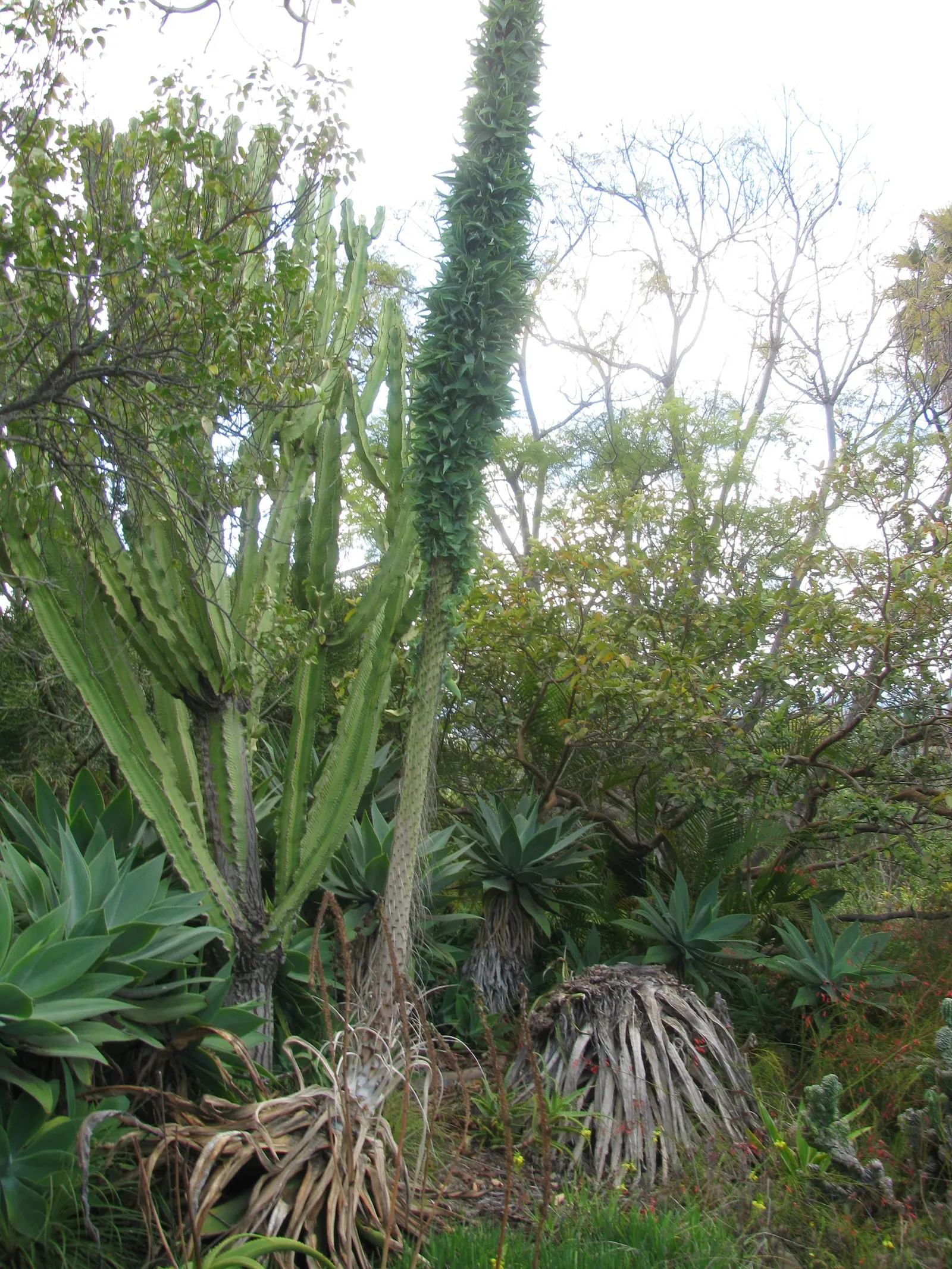 Octopus Agave (Agave Vilmoriniana) — and may exhibit fine teeth along the edges