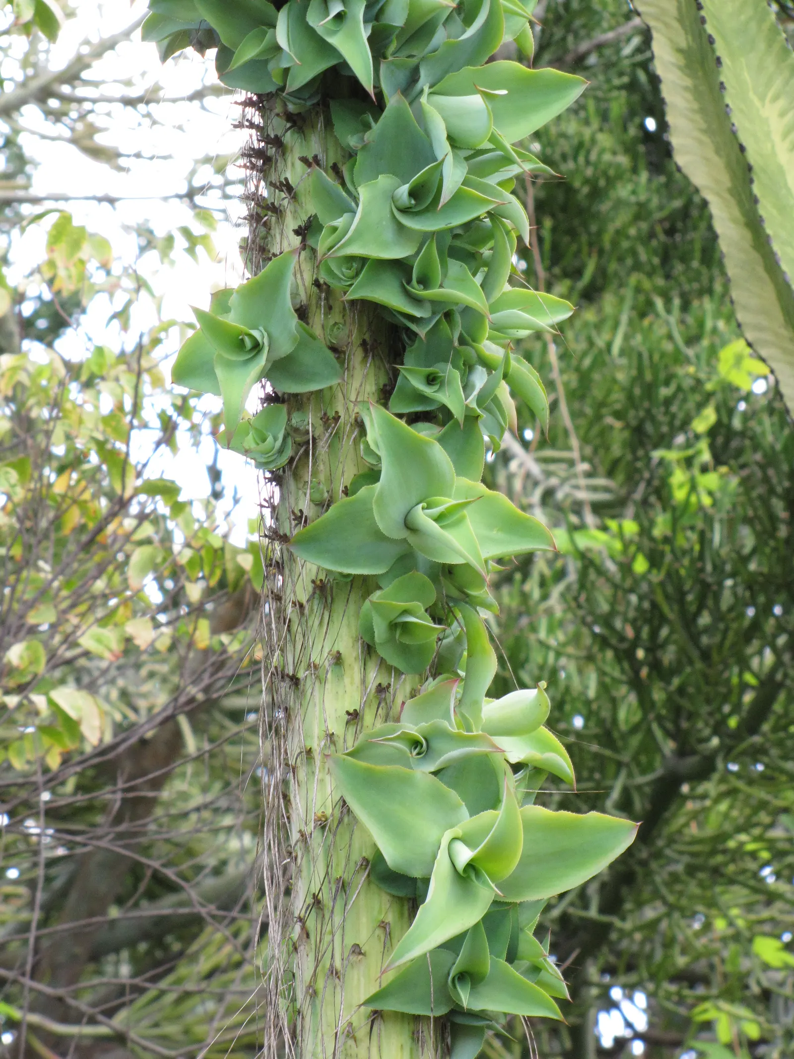 Octopus Agave (Agave Vilmoriniana) — this succulent is known for its distinctive fleshy leaves that arch and twist