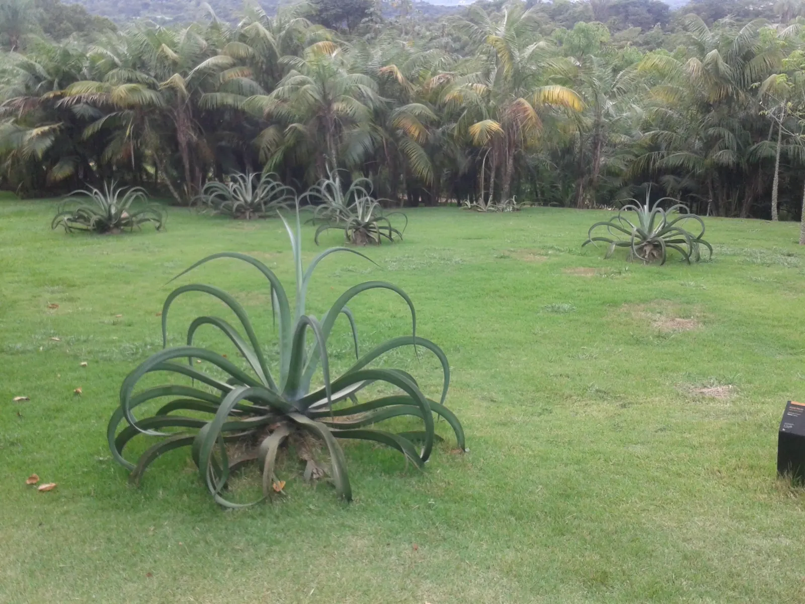 Octopus Agave (Agave Vilmoriniana) — so it requires ample space to showcase its full beauty