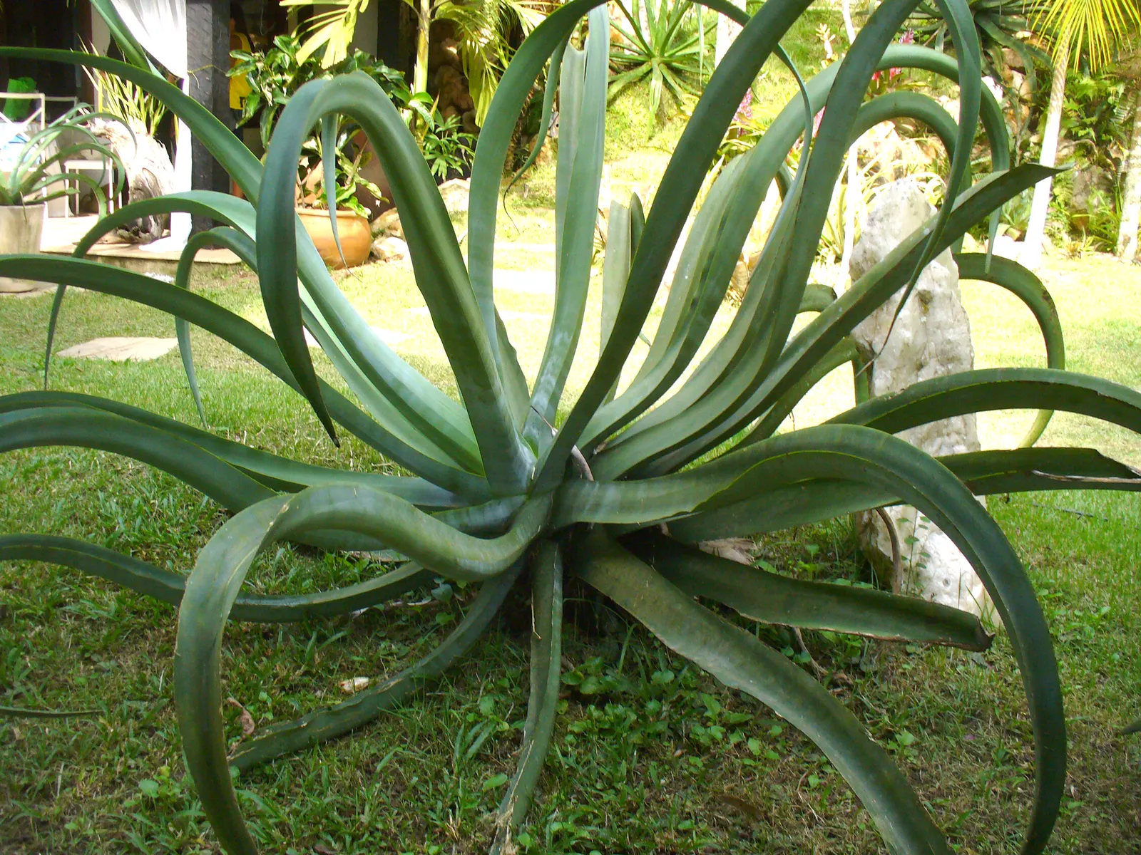 Octopus Agave (Agave Vilmoriniana) — presents a striking and unconventional aesthetic for your landscape design