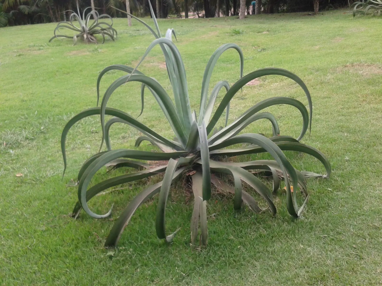 Octopus Agave (Agave Vilmoriniana) — typically spanning 4 to 6 feet wide with an equal spread