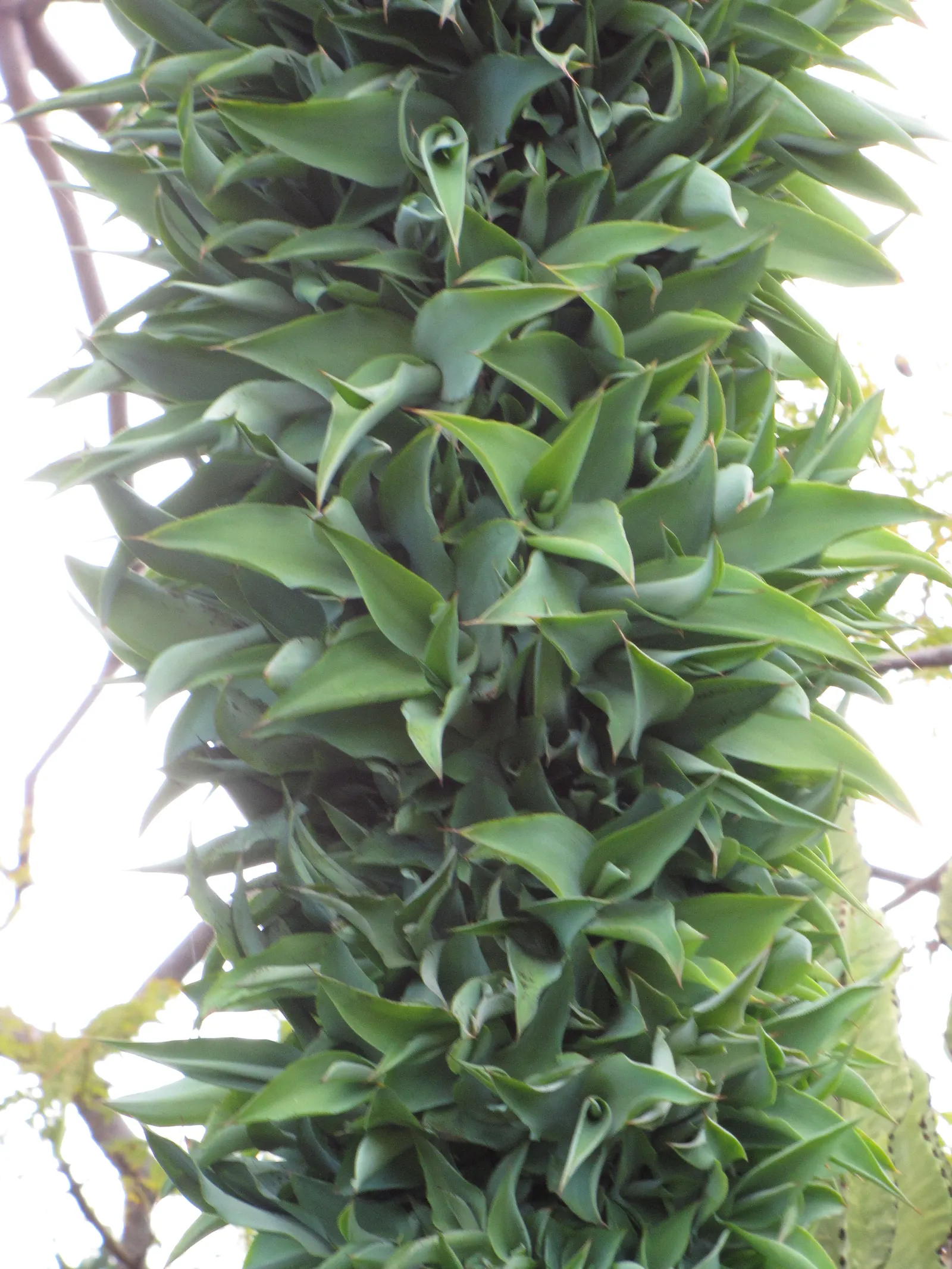 Octopus Agave (Agave Vilmoriniana) — leaving offsets for propagation
