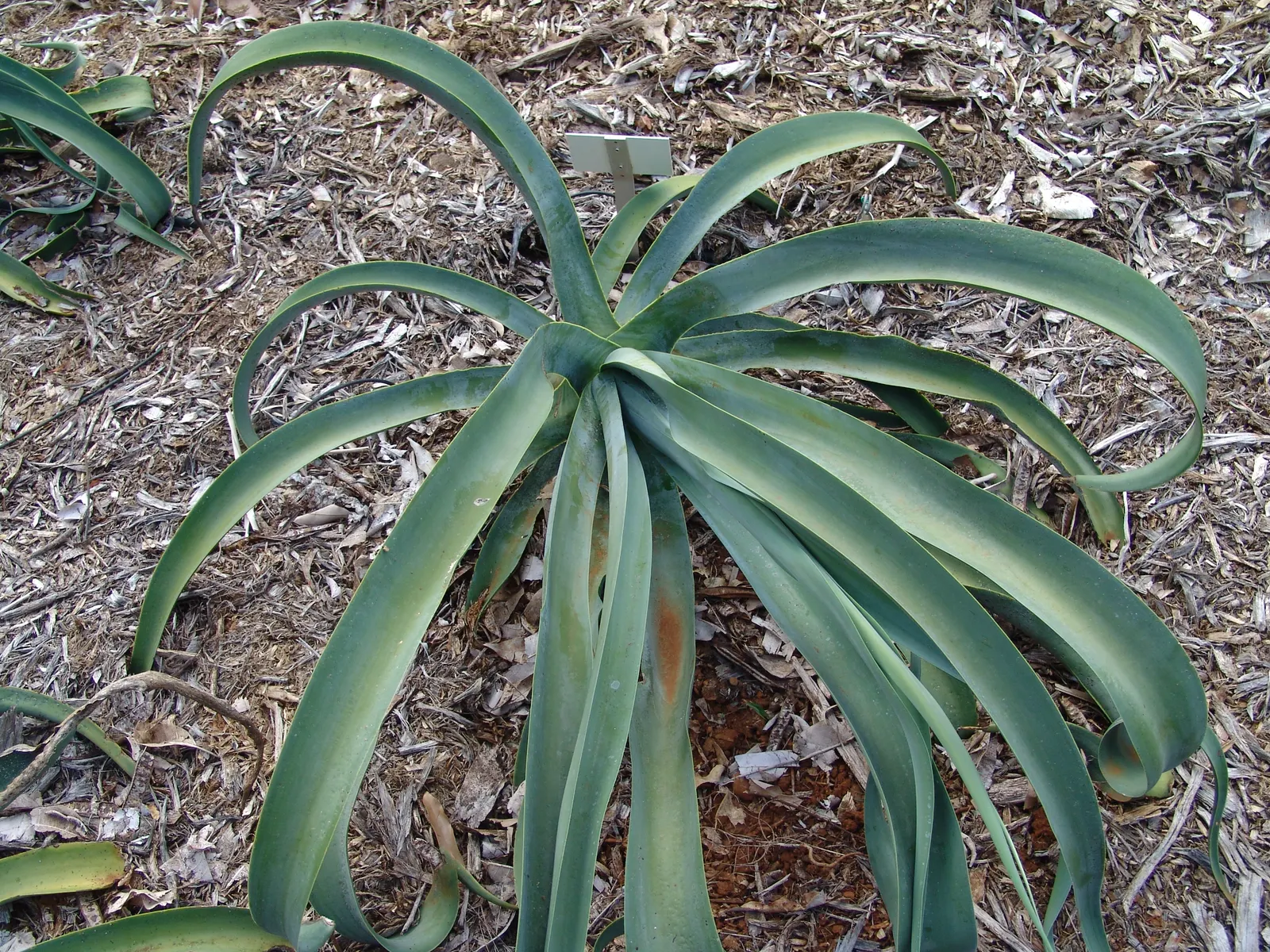 Octopus Agave (Agave Vilmoriniana) — Its elongated, twisting leaves resemble octopus tentacles, creating a dramatic visual