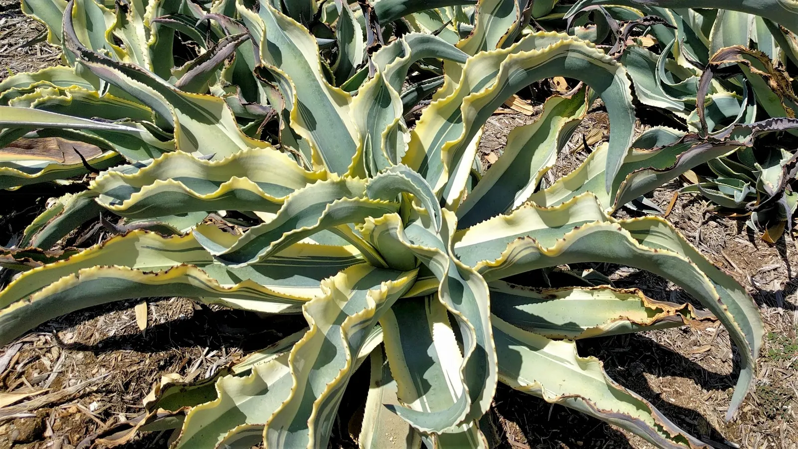 Octopus Agave (Agave Vilmoriniana) — This agave blooms once at maturity