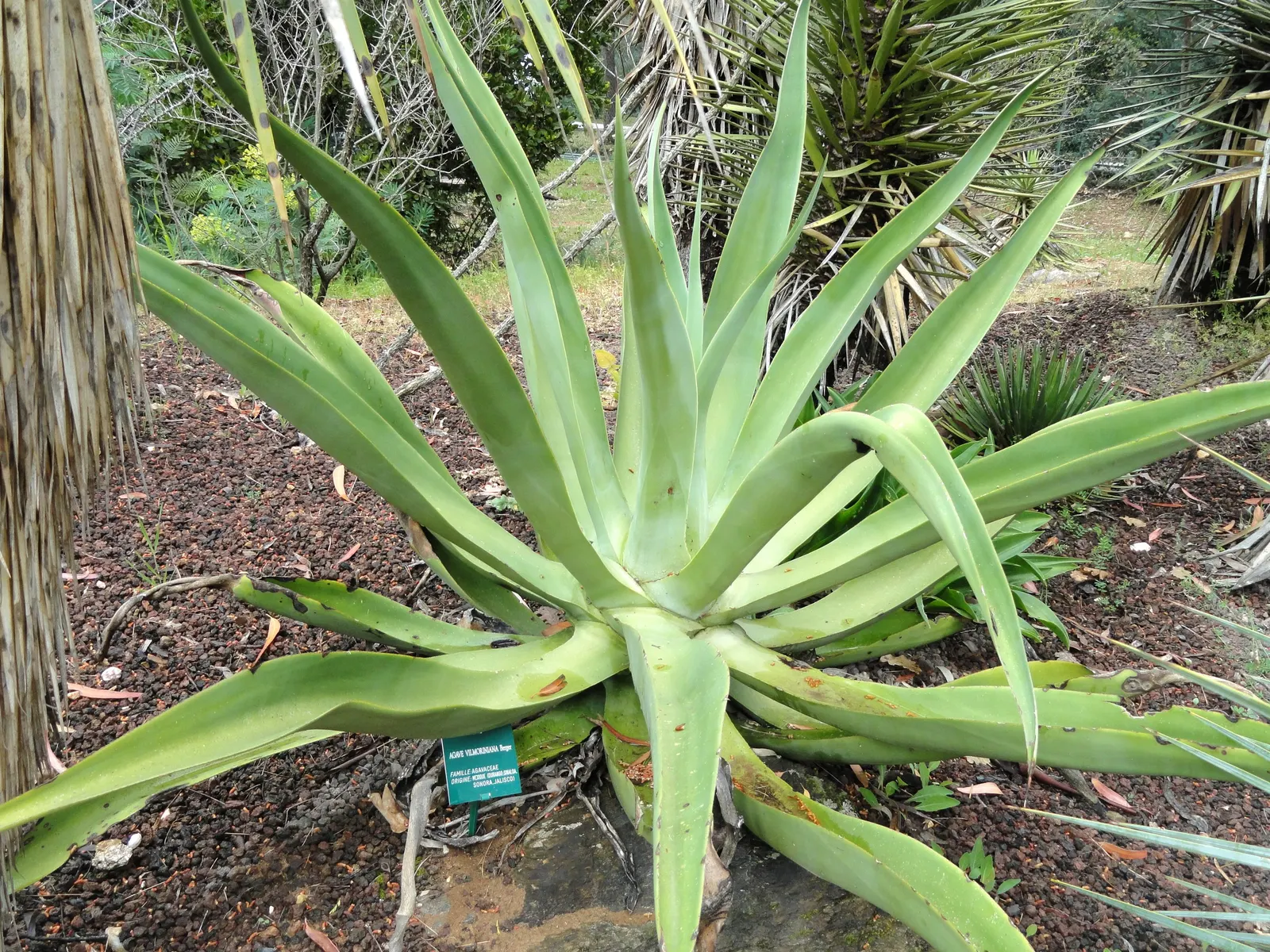 Octopus Agave (Agave Vilmoriniana) — The Octopus Agave, Agave vilmoriniana, is a striking succulent that reaches up to 4-6 feet in height and width