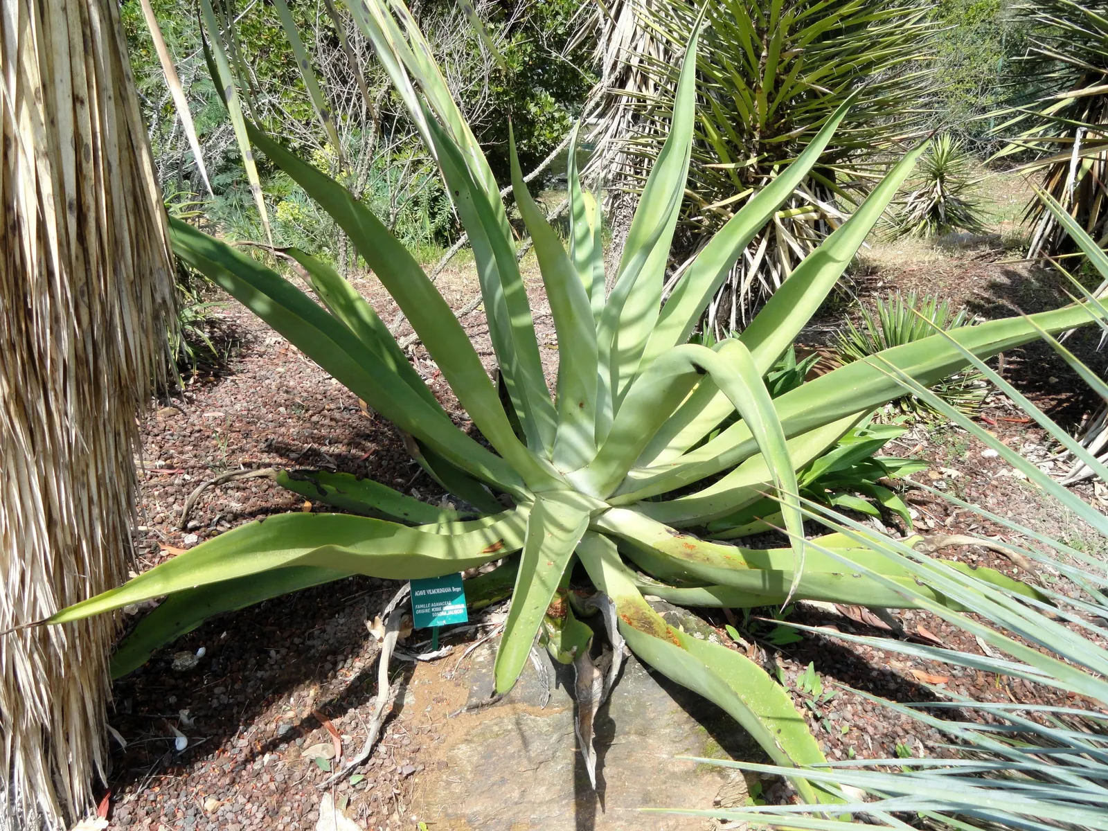Octopus Agave (Agave Vilmoriniana) — with a 10-15 feet tall flower spike