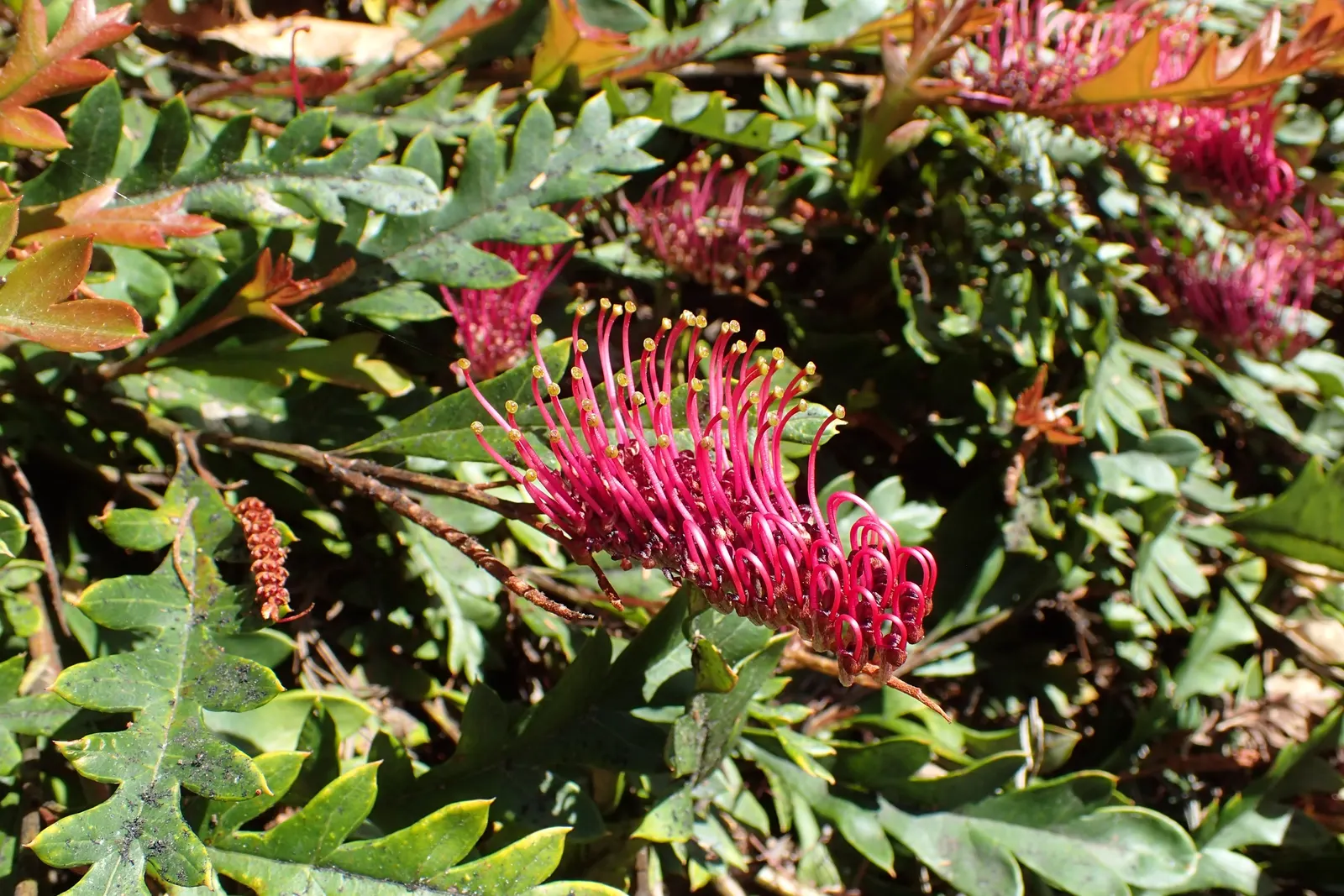 Fanfare Grevillea (Grevillea 'Fanfare') — This hardy shrub flaunts intricate burgundy-and-green leaves with an underside hue of silver