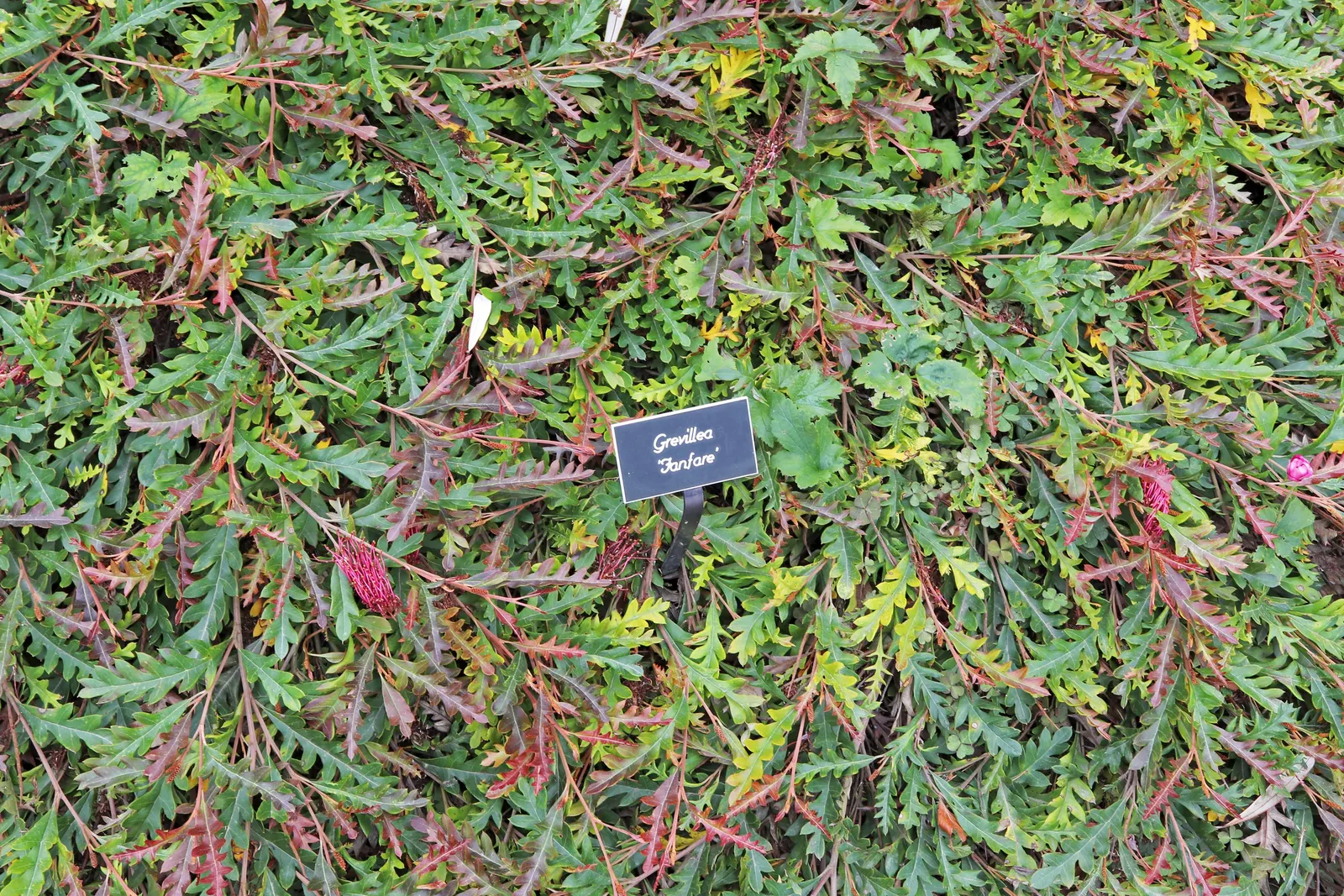Fanfare Grevillea (Grevillea 'Fanfare') — creating a stunning visual texture