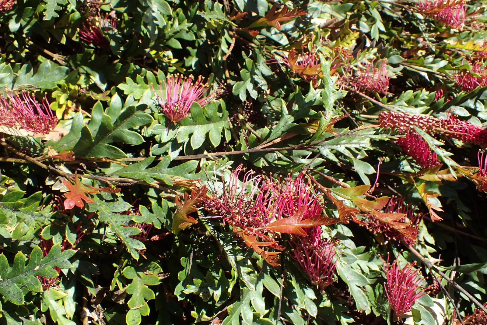 Fanfare Grevillea (Grevillea 'Fanfare') — cascading foliage reaching up to 5 feet tall and 12 feet wide
