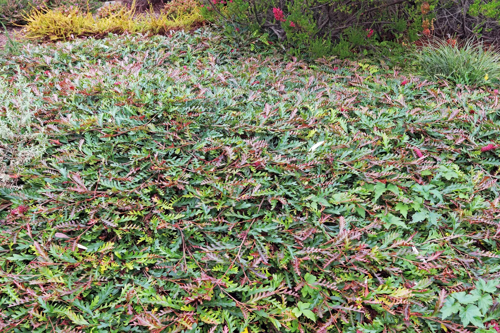 Fanfare Grevillea (Grevillea 'Fanfare') — a vigorous Australian native