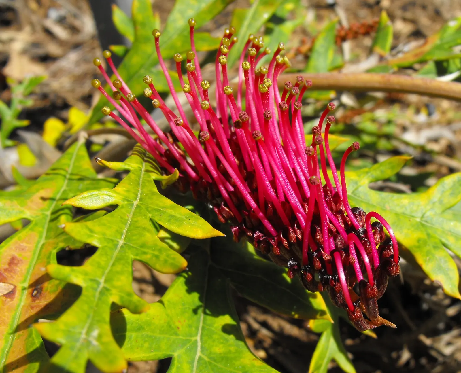 Fanfare Grevillea (Grevillea 'Fanfare') — is renowned for its broad