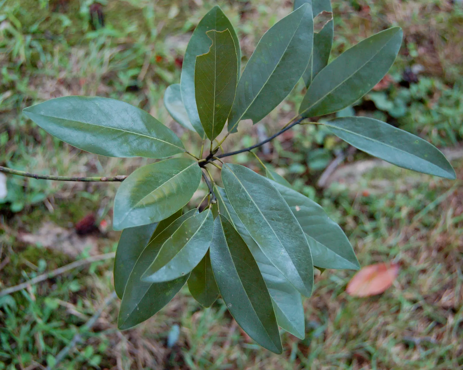 Sweetbay Magnolia (Magnolia Virginiana) — can reach heights of 10 to 35 feet with a spread of 10 to 30 feet; it tolerates wet conditions