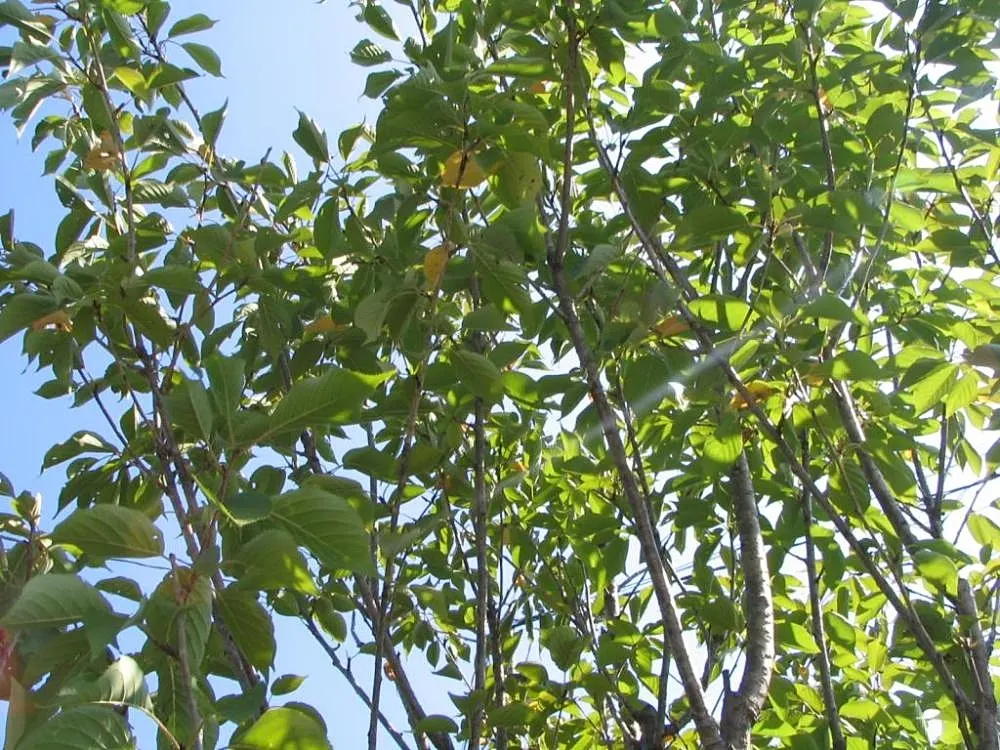 Sweetbay Magnolia (Magnolia Virginiana) — The Sweetbay Magnolia (Magnolia virginiana); the leaves themselves are slender, image 78
