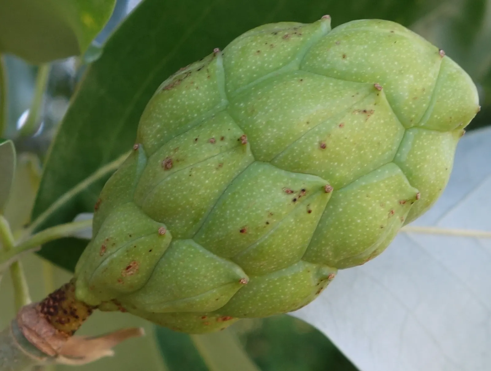 Sweetbay Magnolia (Magnolia Virginiana) — can reach heights of 10 to 35 feet with a spread of 10 to 30 feet; it tolerates wet conditions, image 58