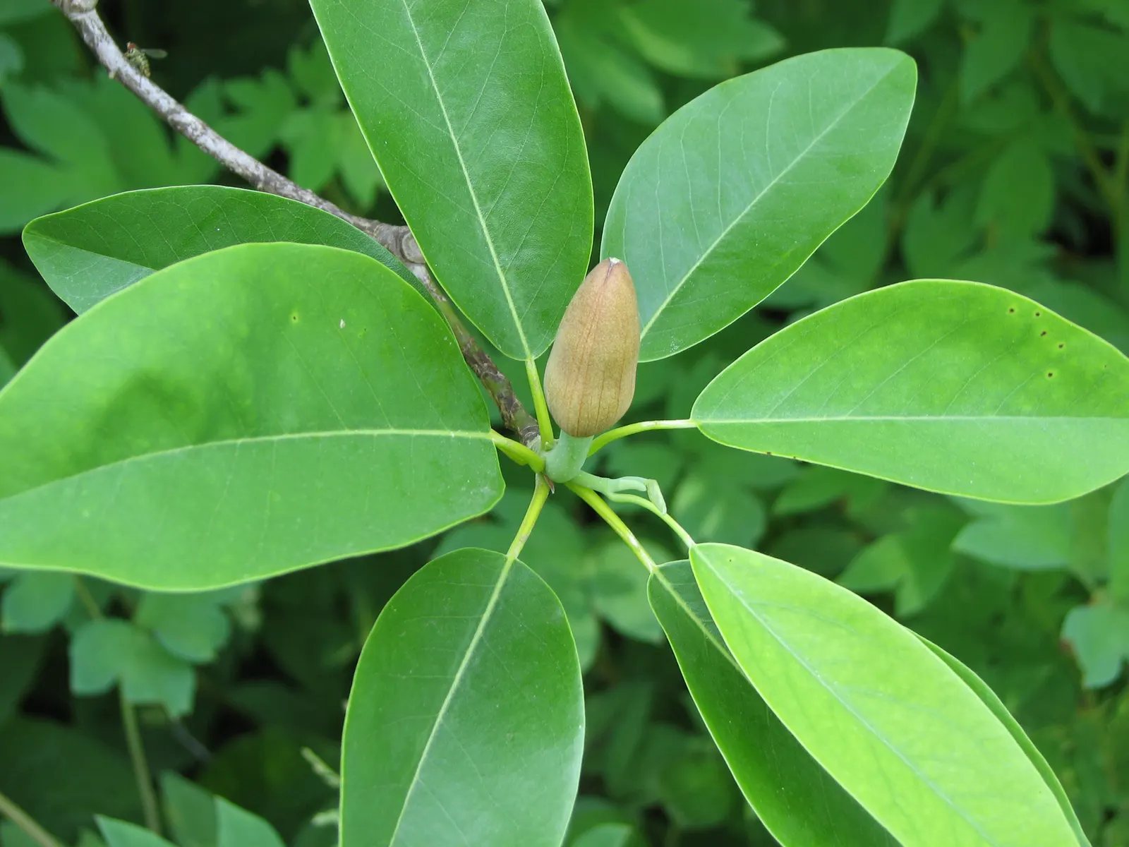 Sweetbay Magnolia (Magnolia Virginiana) — this low-maintenance species is resistant to pests and diseases; the Sweetbay Magnolia prefers acidic, image 92