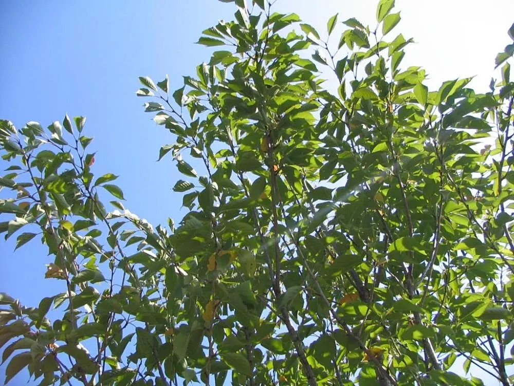 Sweetbay Magnolia (Magnolia Virginiana) — which turn to a pale yellow in autumn; tree with white blooms, image 86