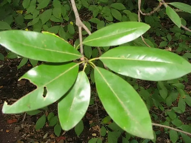 Sweetbay Magnolia (Magnolia Virginiana) — showcasing a moderate growth rate; creamy-white flowers blooming in late spring to summer