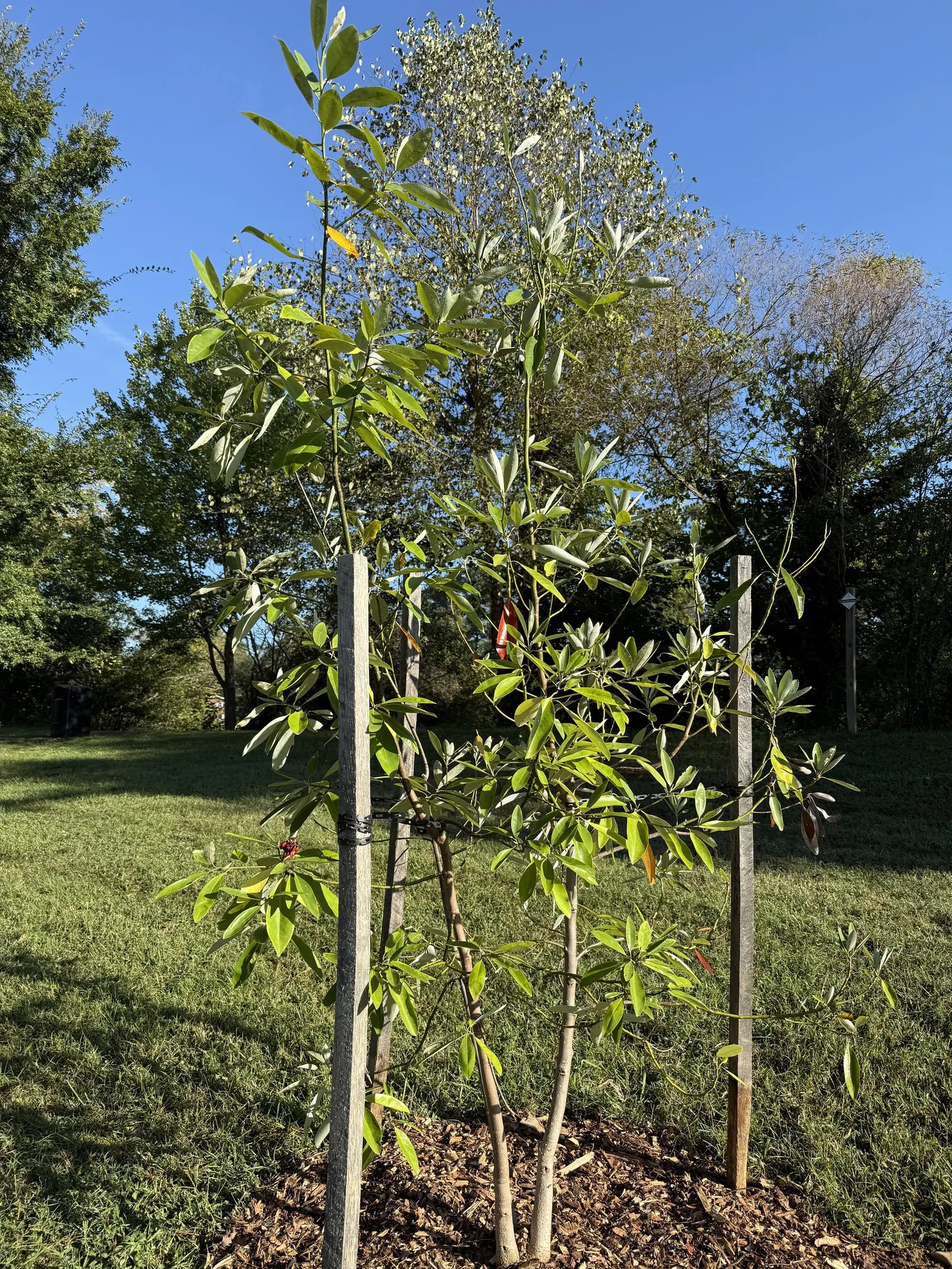 Sweetbay Magnolia (Magnolia Virginiana) — well-drained soils and full sun to partial shade exposure; it thrives in full sun to partial shade and, image 66