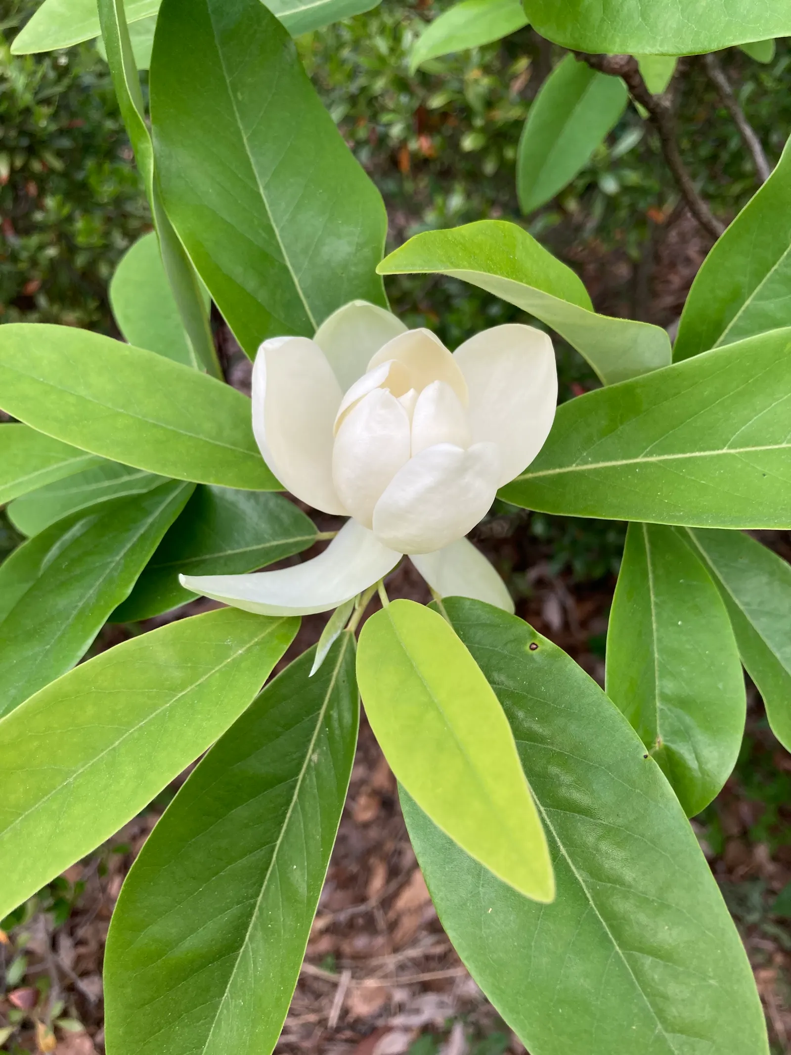 Sweetbay Magnolia (Magnolia Virginiana) — creamy-white flowers blooming in late spring to summer; showcasing a moderate growth rate, image 50