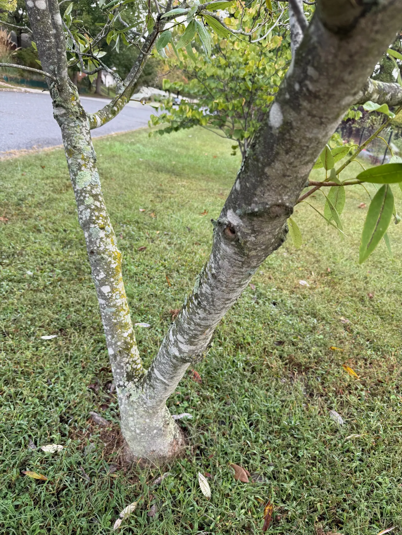 Sweetbay Magnolia (Magnolia Virginiana) — this low-maintenance species is resistant to pests and diseases; the Sweetbay Magnolia prefers acidic