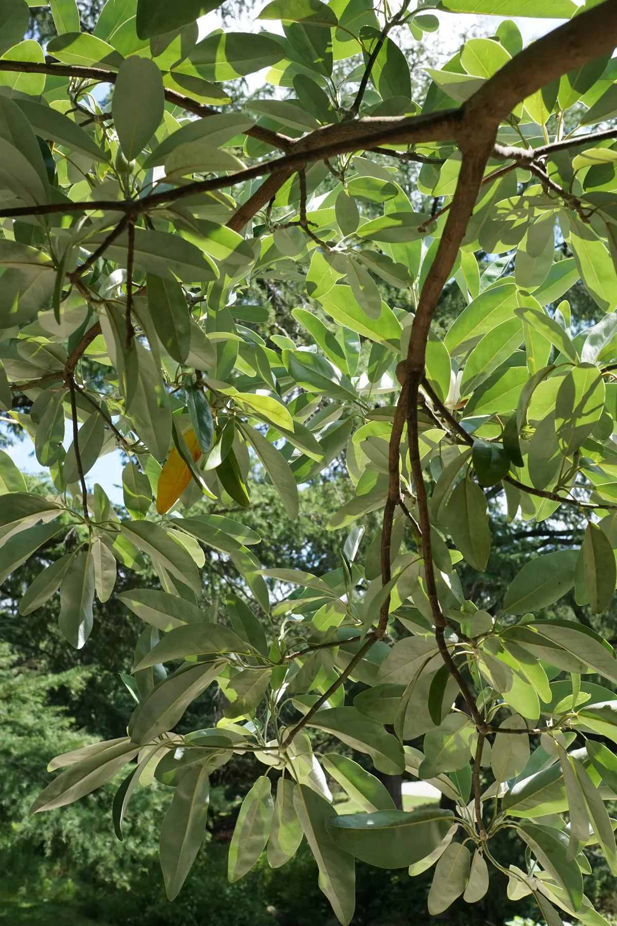 Sweetbay Magnolia (Magnolia Virginiana) — ensuring a resilient presence in the designed space; tree for full or half, image 69