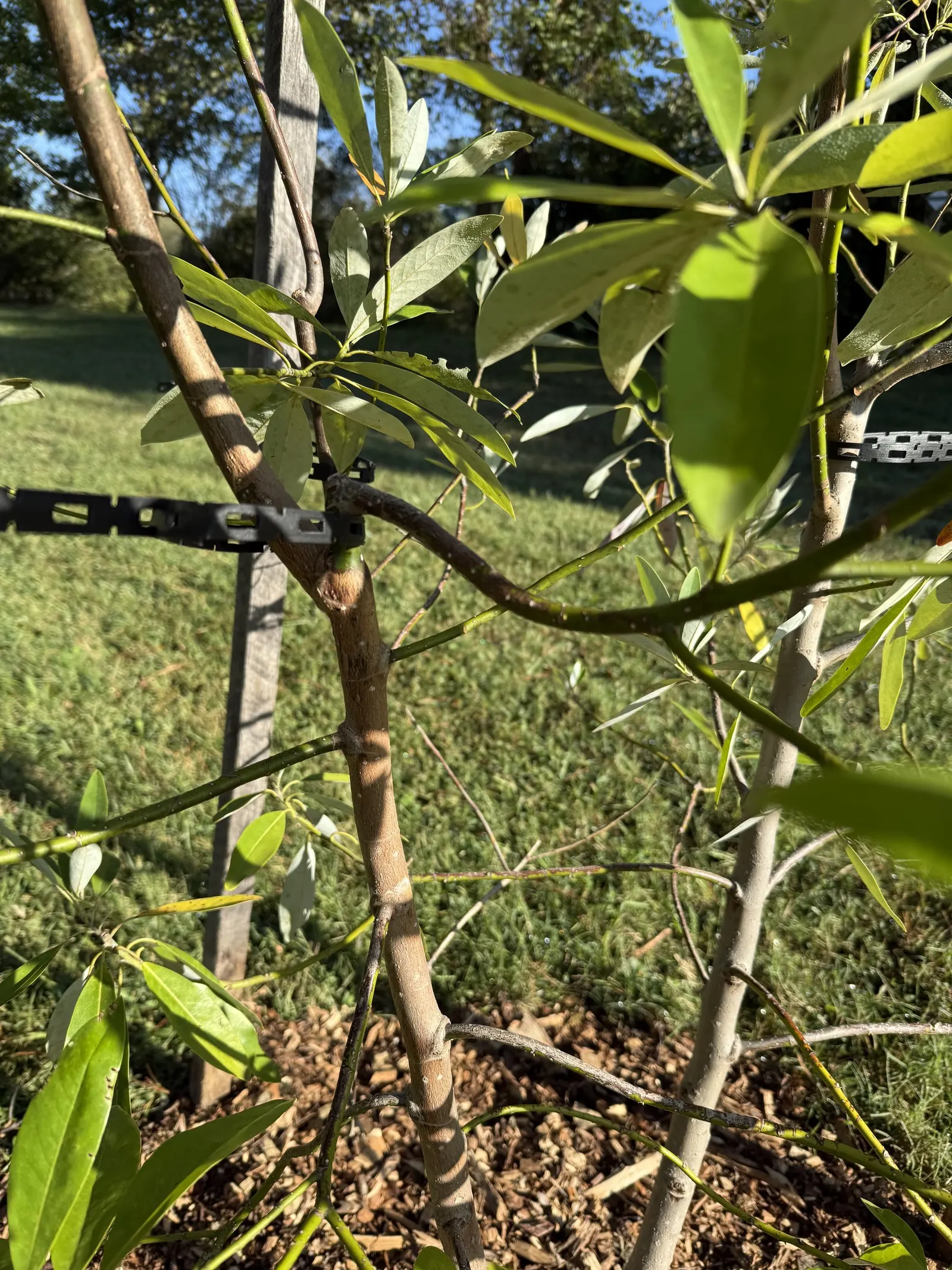 Sweetbay Magnolia (Magnolia Virginiana) — Sweetbay Magnolia (Magnolia virginiana) is an elegant, small deciduous tree, reaching 10-20 feet in height; its