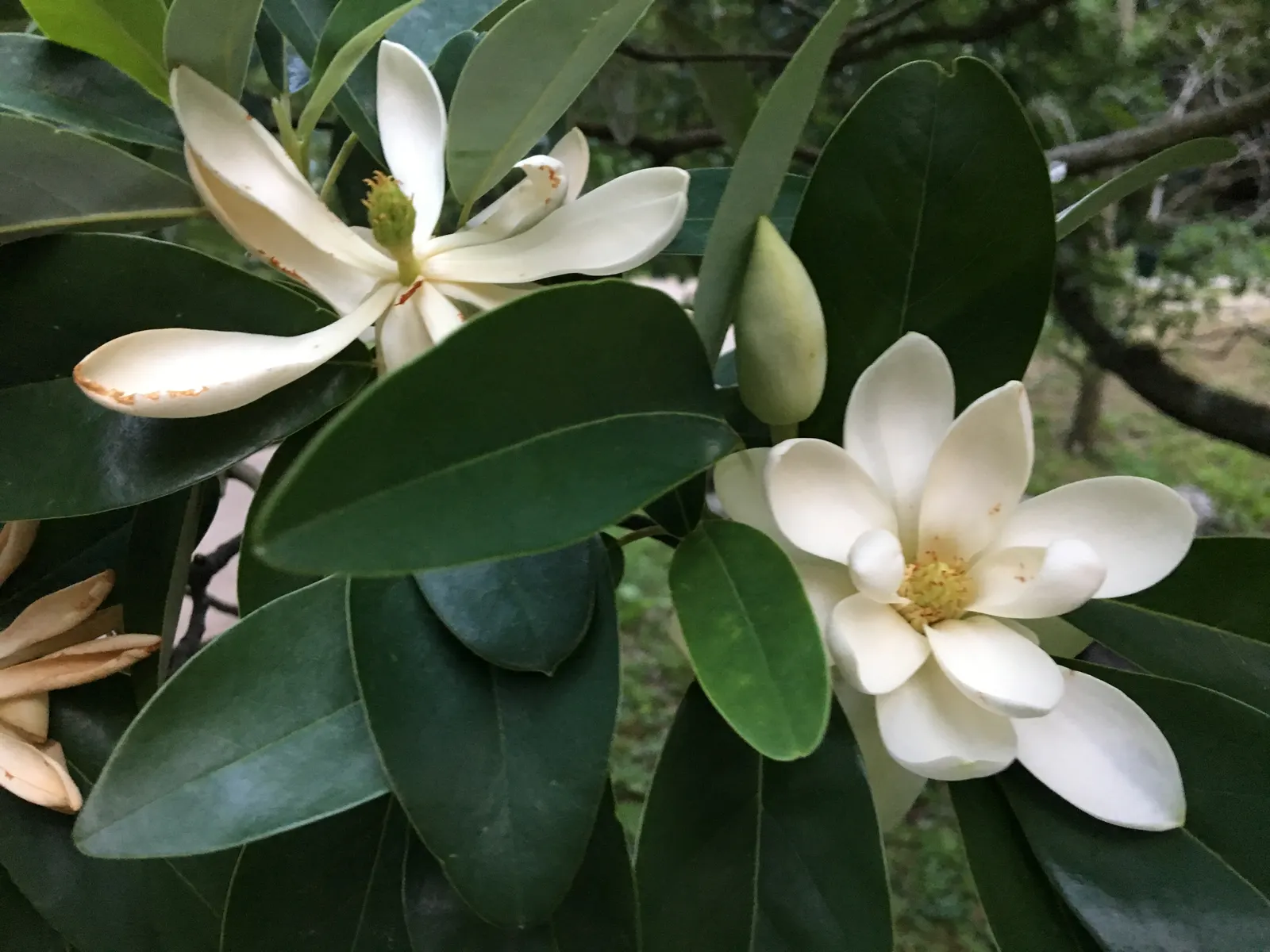 Sweetbay Magnolia (Magnolia Virginiana) — It tolerates wet conditions; can reach heights of 10 to 35 feet with a spread of 10 to 30 feet, image 67