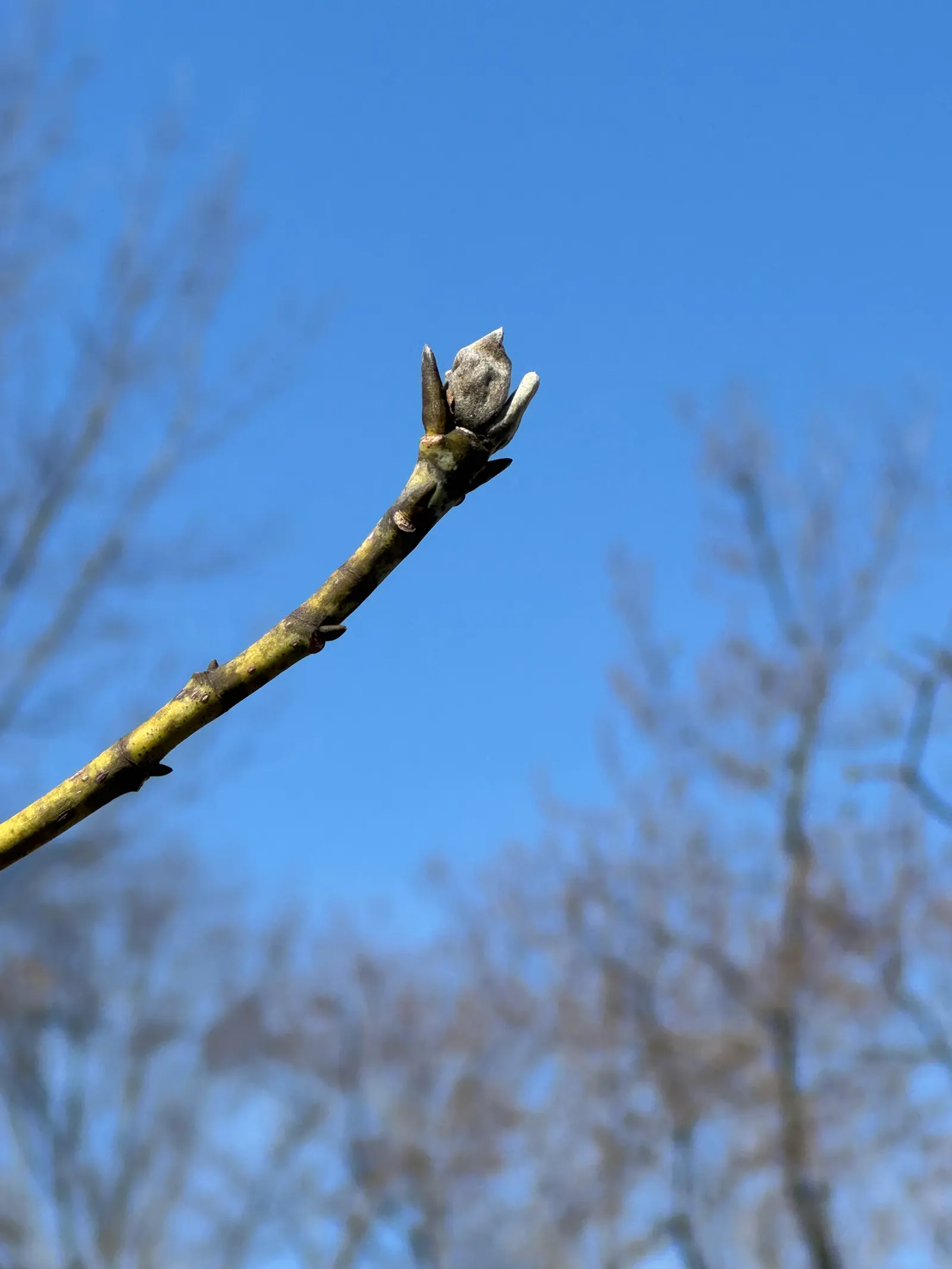 Sweetbay Magnolia (Magnolia Virginiana) — Sweetbay Magnolia (Magnolia virginiana) is an elegant, small deciduous tree, reaching 10-20 feet in, image 97