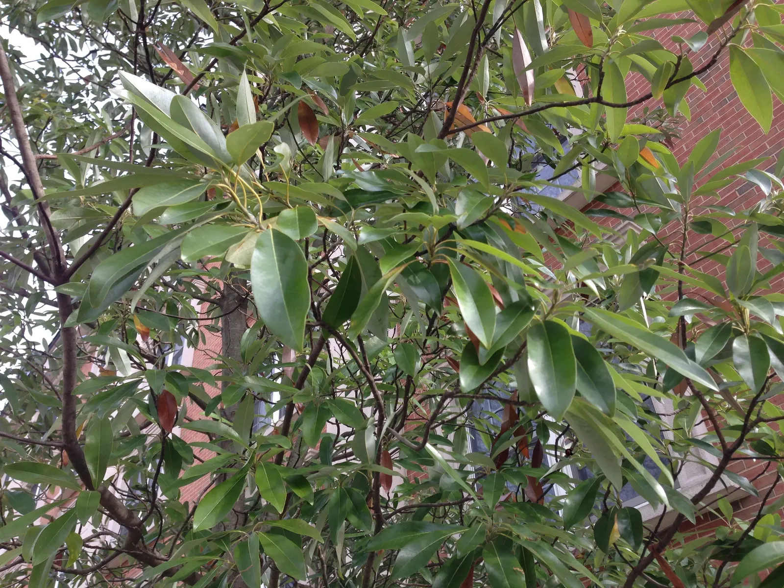 Sweetbay Magnolia (Magnolia Virginiana) — airy texture to the landscape.<br><br>Suitable for USDA zones 5 through 10; each bloom spreads 2 to 3 inches across