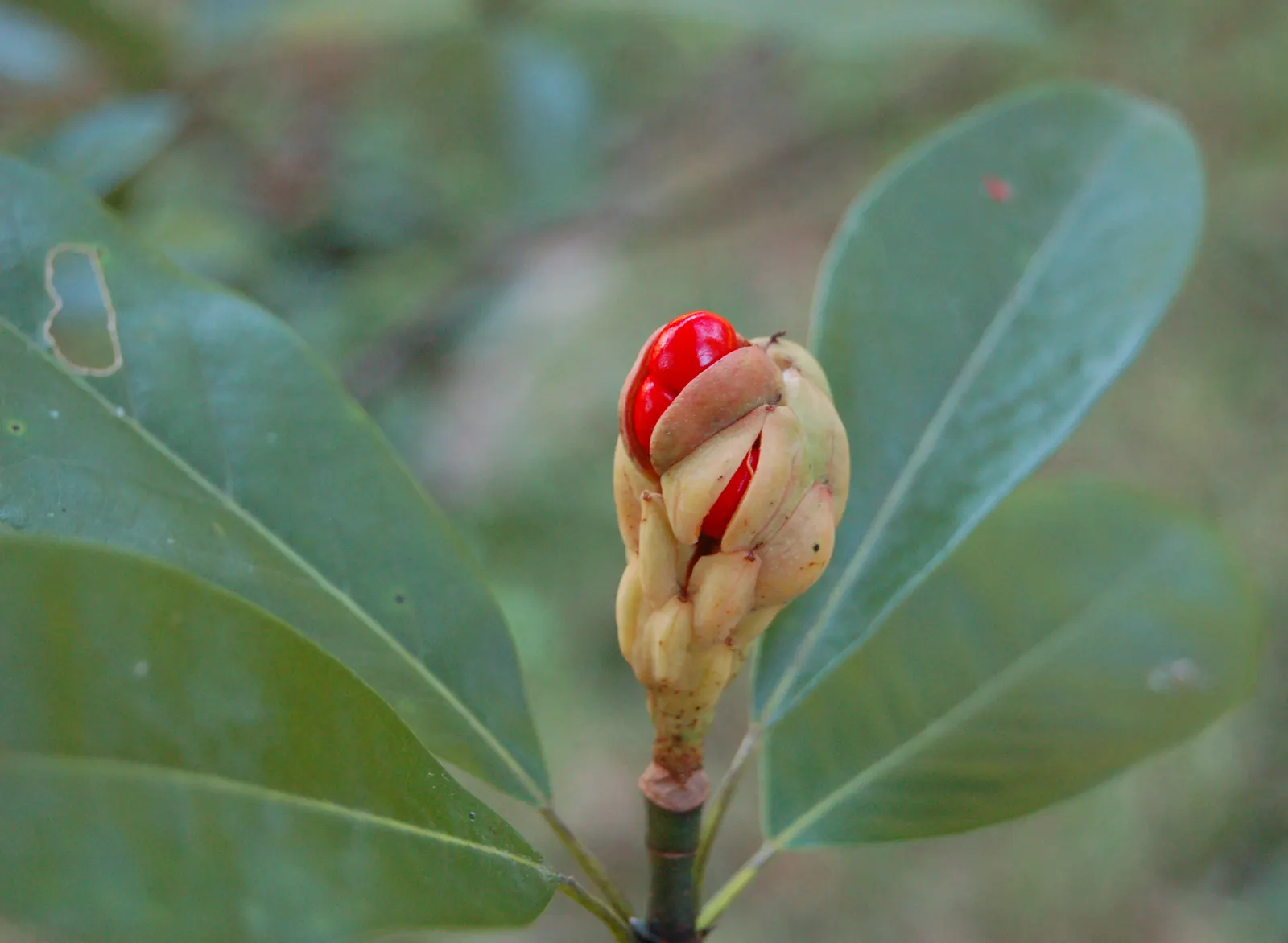 Sweetbay Magnolia (Magnolia Virginiana) — Each bloom spreads 2 to 3 inches across and adds a delicate allure to the foliage's backdrop of glossy; airy texture