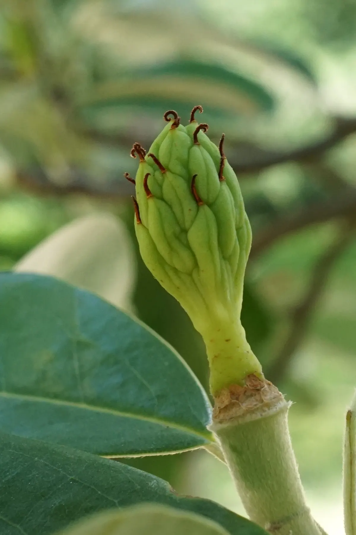 Sweetbay Magnolia (Magnolia Virginiana) — airy texture to the landscape.<br><br>Suitable for USDA zones 5 through 10; each bloom spreads 2 to 3, image 64