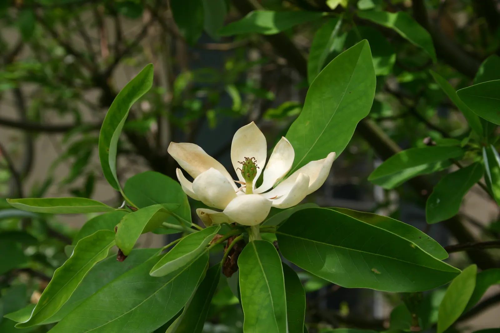 Sweetbay Magnolia (Magnolia Virginiana) — showcasing a moderate growth rate; creamy-white flowers blooming in late spring to summer, image 59