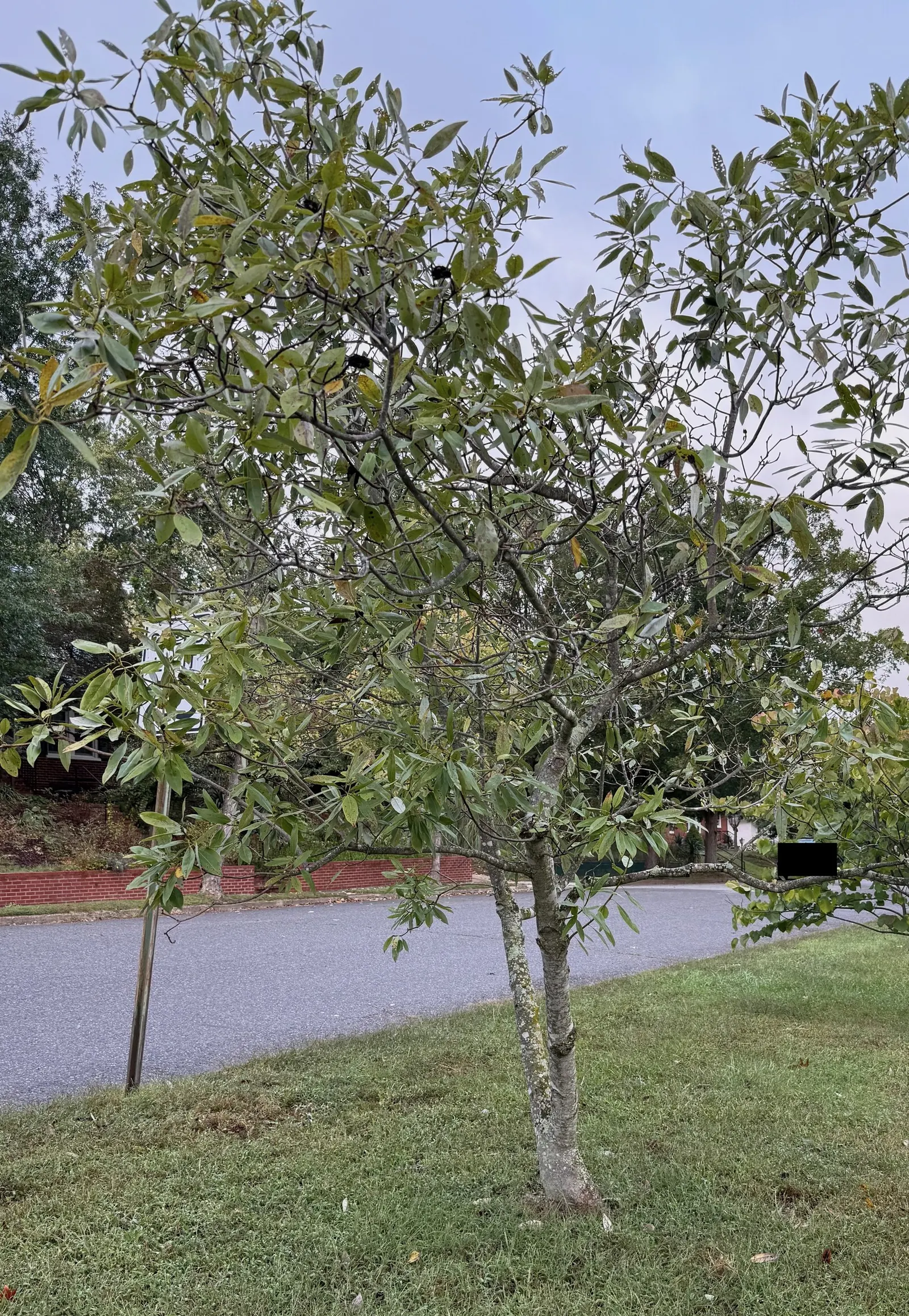 Sweetbay Magnolia (Magnolia Virginiana) — The leaves themselves are slender