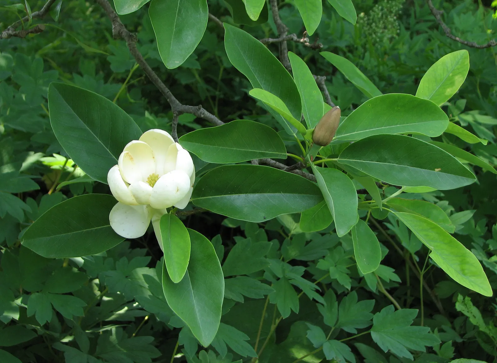 Sweetbay Magnolia (Magnolia Virginiana) — It tolerates wet conditions; can reach heights of 10 to 35 feet with a spread of 10 to 30 feet