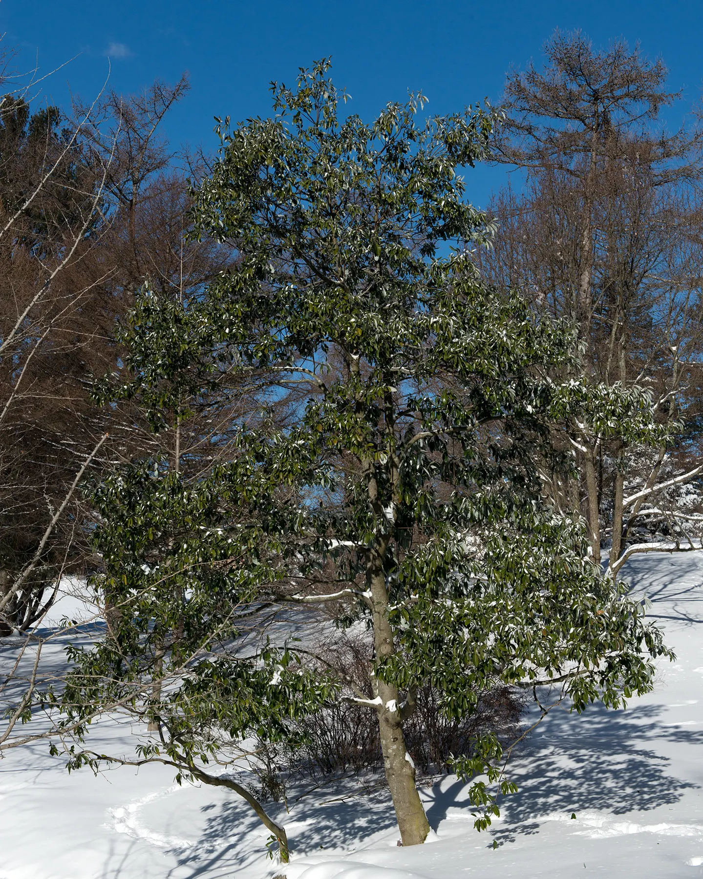 Sweetbay Magnolia (Magnolia Virginiana) — commonly known for its striking; white flowers in the garden, image 79