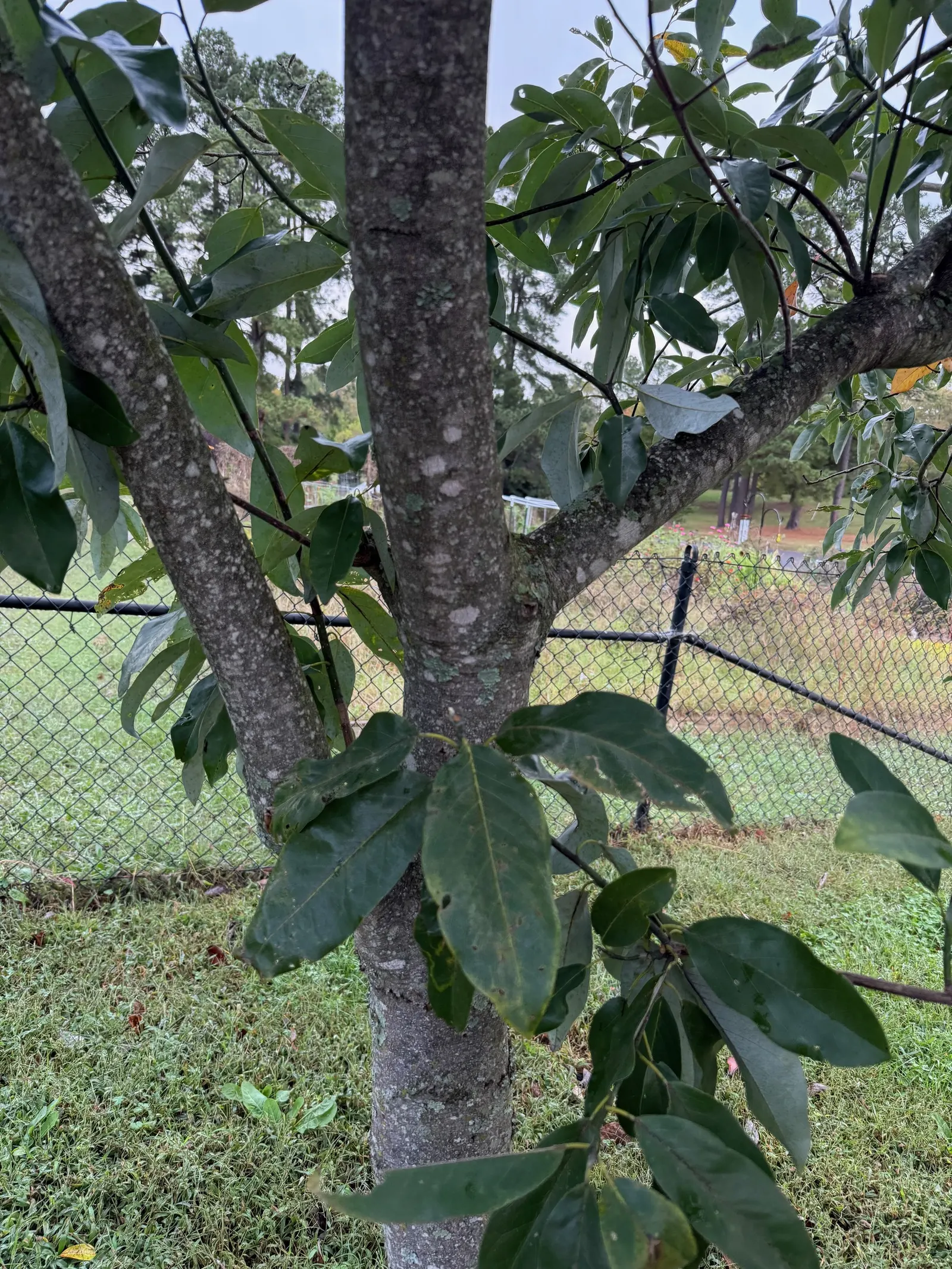 Sweetbay Magnolia (Magnolia Virginiana) — the Sweetbay Magnolia prefers acidic; this low-maintenance species is resistant to pests and diseases