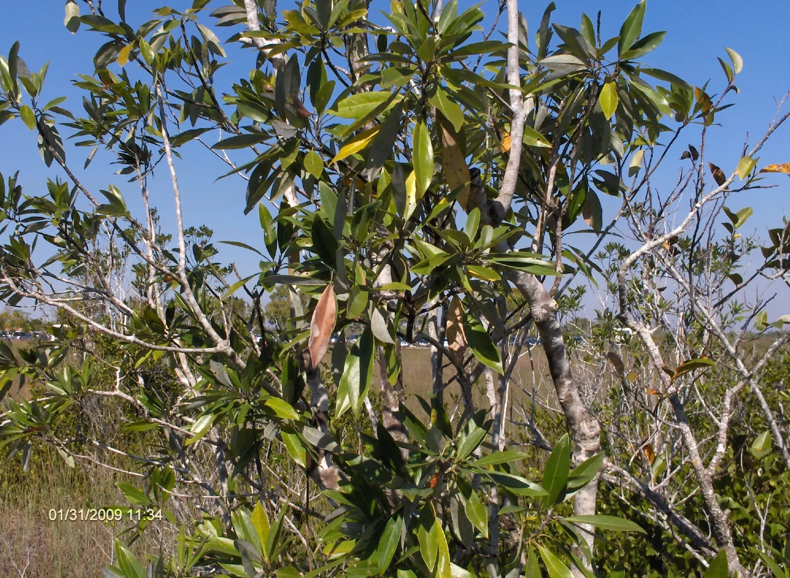 Sweetbay Magnolia (Magnolia Virginiana) — commonly known for its striking; white flowers in the garden, image 55