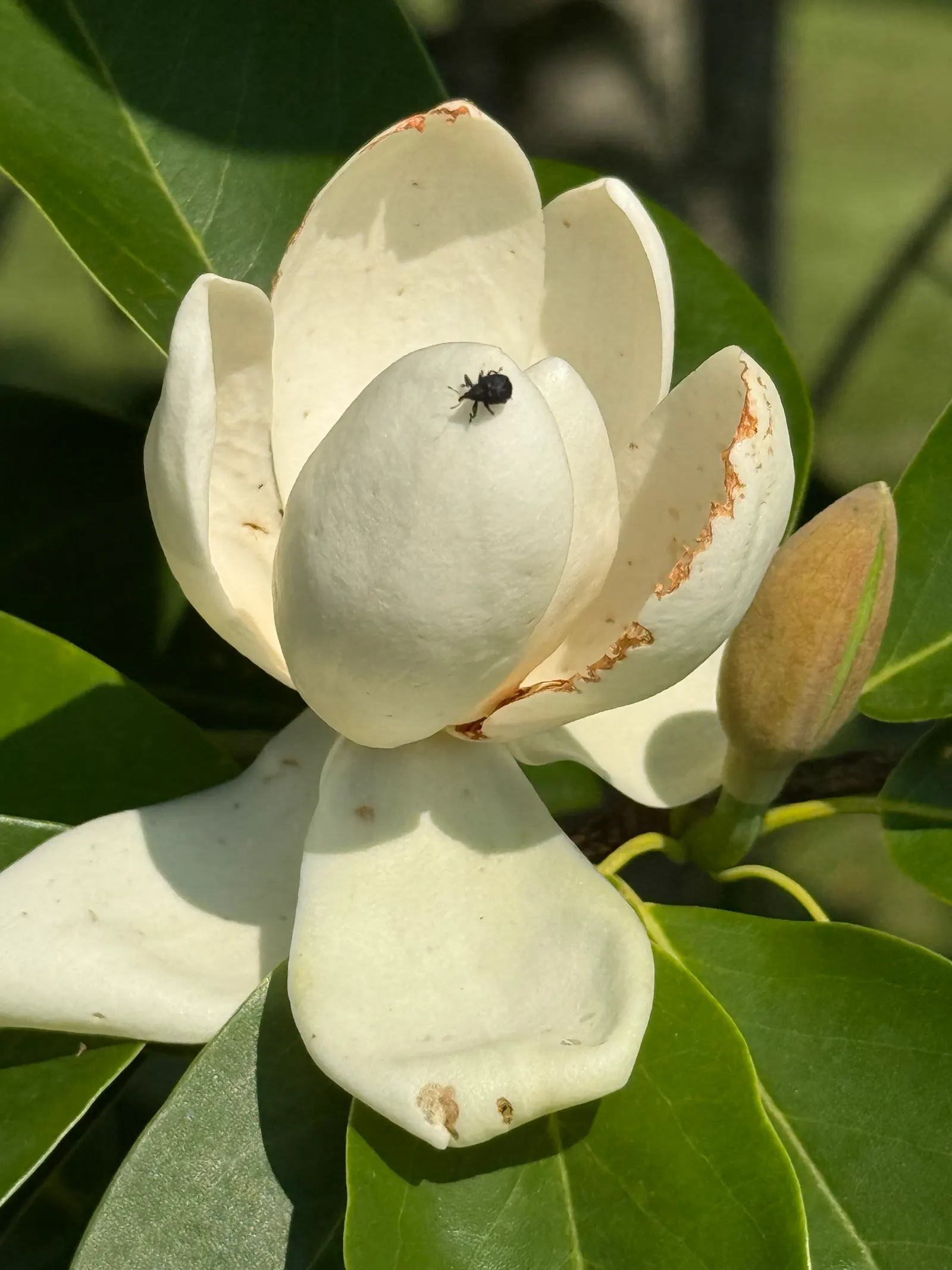Sweetbay Magnolia (Magnolia Virginiana) — Its glossy green leaves with silvery undersides provide a striking visual, while red fruit attracts, image 52