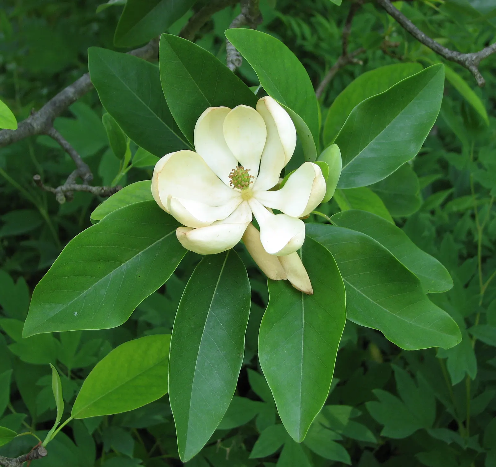Sweetbay Magnolia (Magnolia Virginiana) — tree for full or half; ensuring a resilient presence in the designed space, image 96
