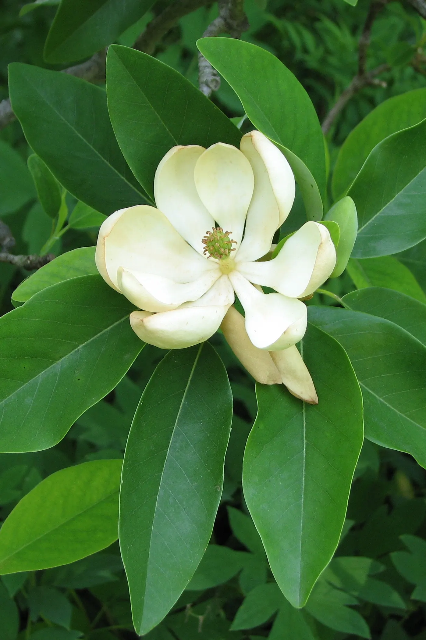 Sweetbay Magnolia (Magnolia Virginiana) — lemony scent from late spring to early summer; this deciduous to semi-evergreen tree, image 84